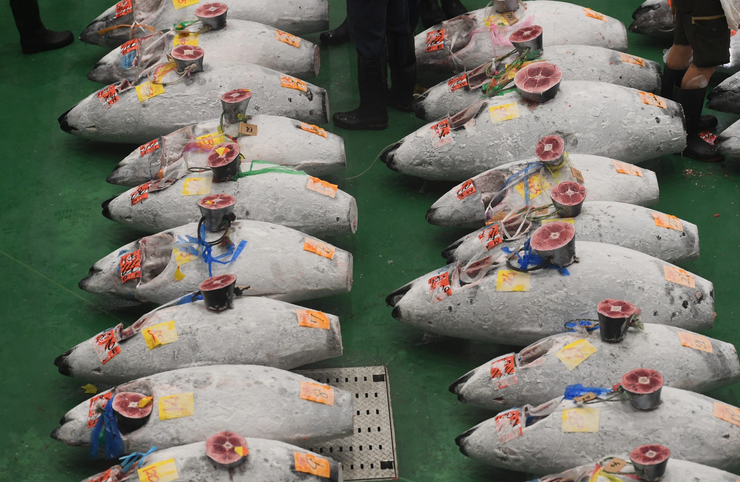 Novo mercado de atum em Tóquio abre após encerramento do mítico Tsukiji