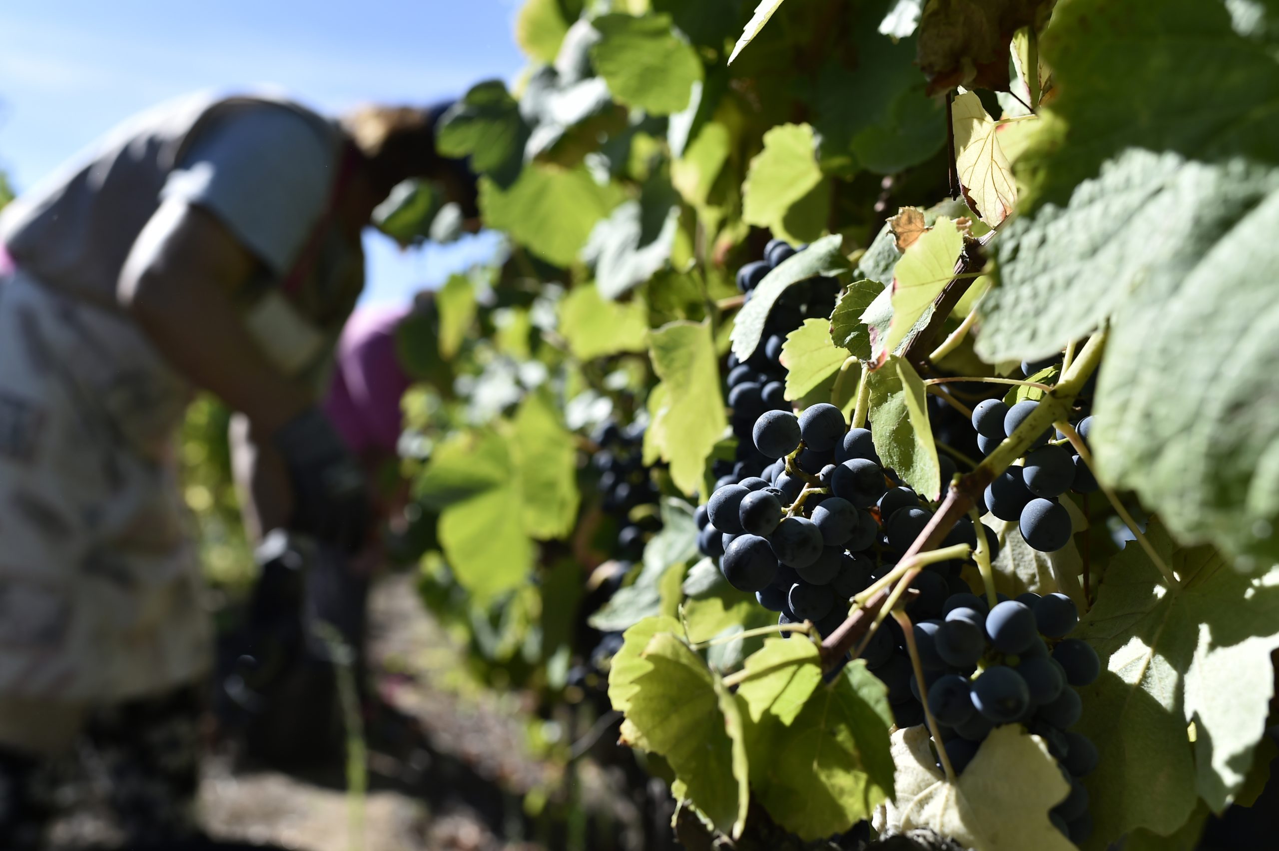 Produtor de uvas de mesa em Ferreira do Alentejo já rega as vinhas