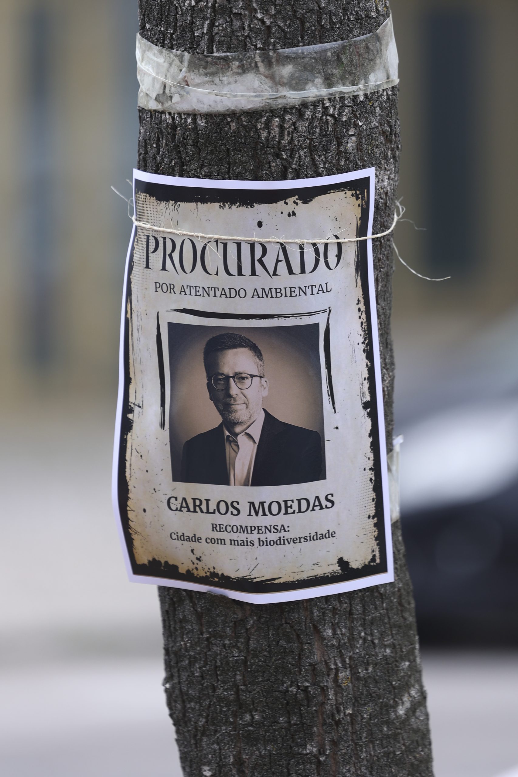 Câmara de Lisboa inicia transplante de jacarandás na Avenida 5 de Outubro. Veja as imagens