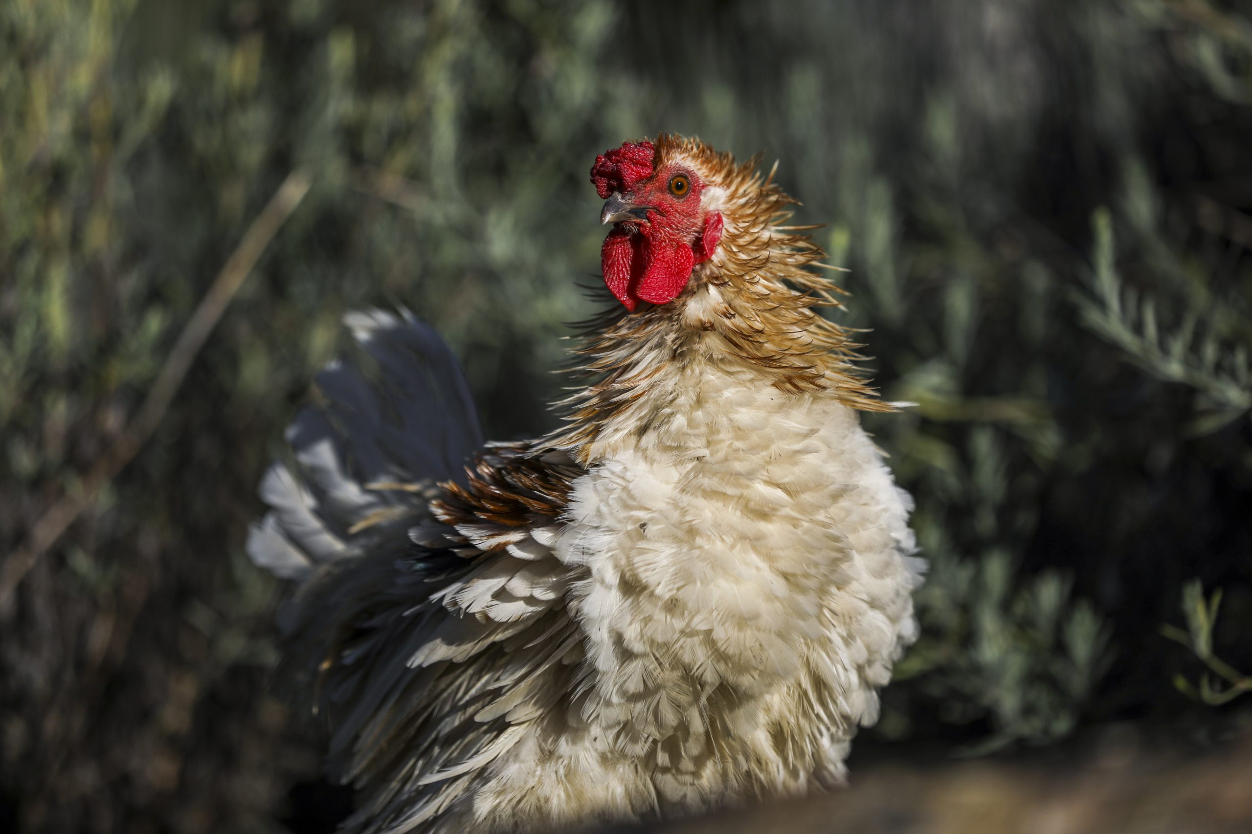 Quarto foco de gripe das aves detetado em Portugal