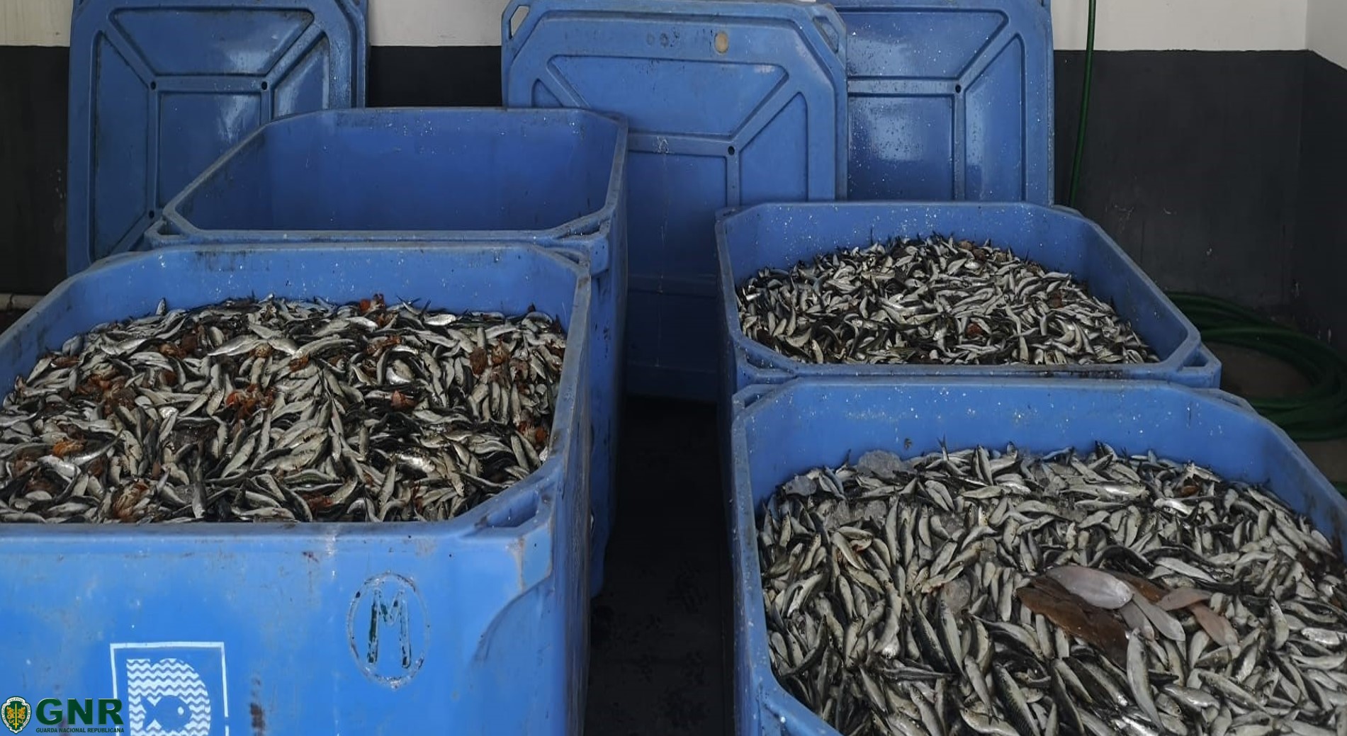 GNR apreendeu mais de uma tonelada de sardinha em Matosinhos. Não podendo ser vendida, foi doada a instituições de solidariedade