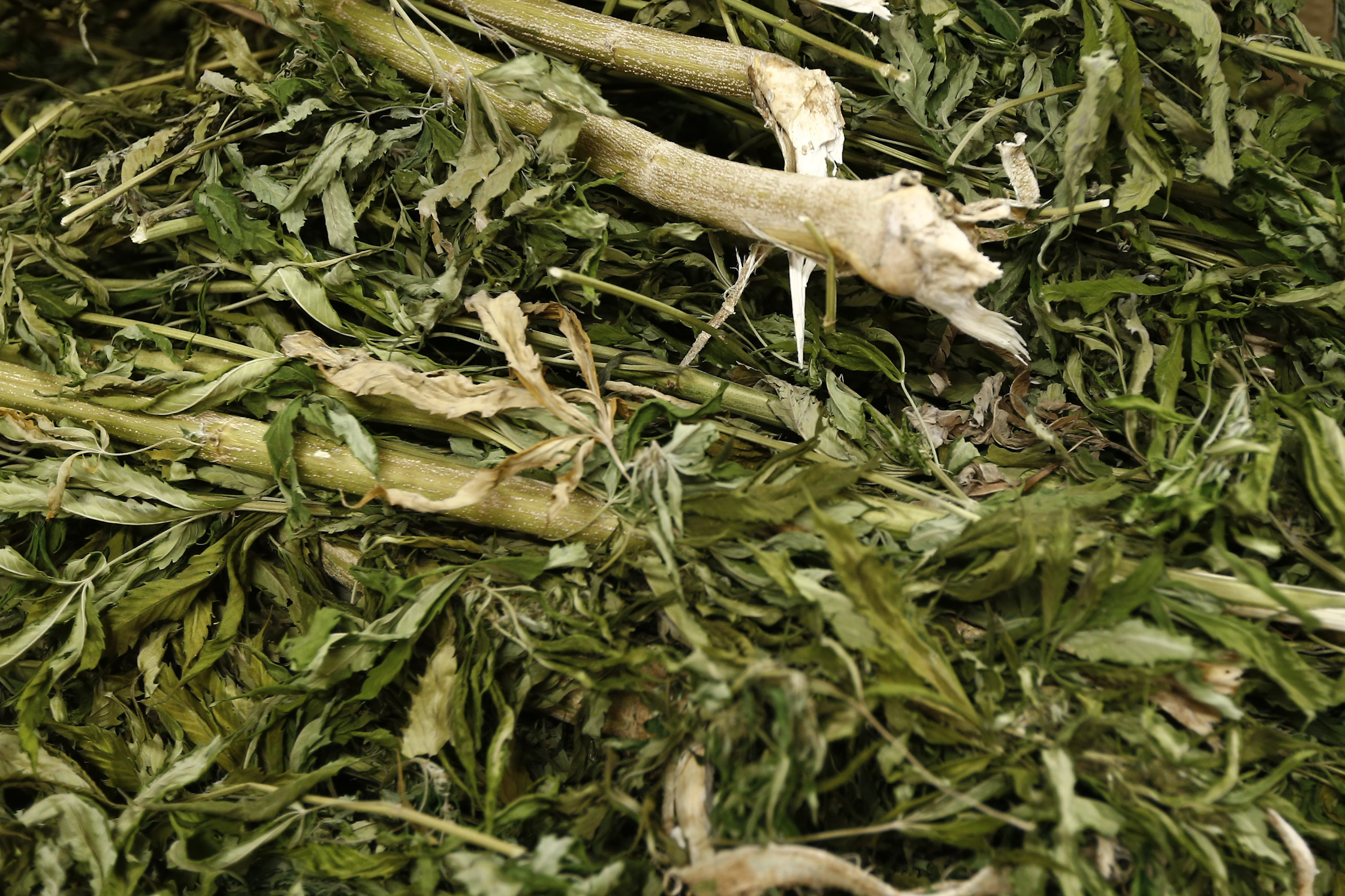 Santarém. Investigação internacional detém traficante de droga de “complexa organização criminosa”