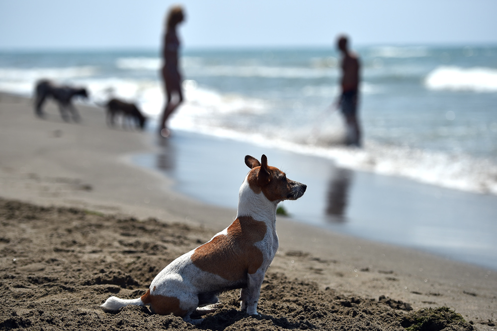 A partir de 15 de junho, Portugal vai ter mais uma praia para cães
