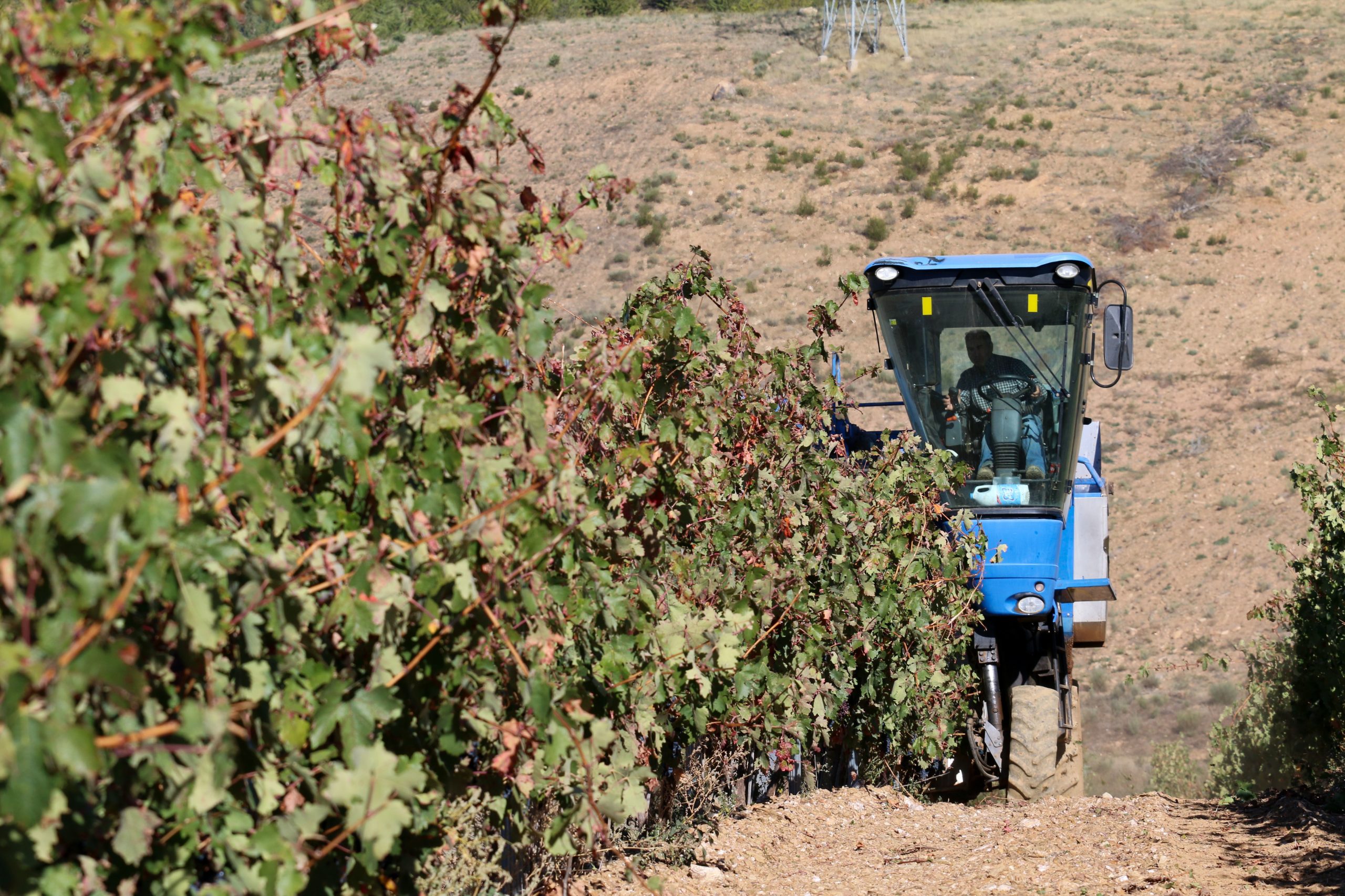 Produção de vinho em Portugal deverá cair 3% face à campanha anterior