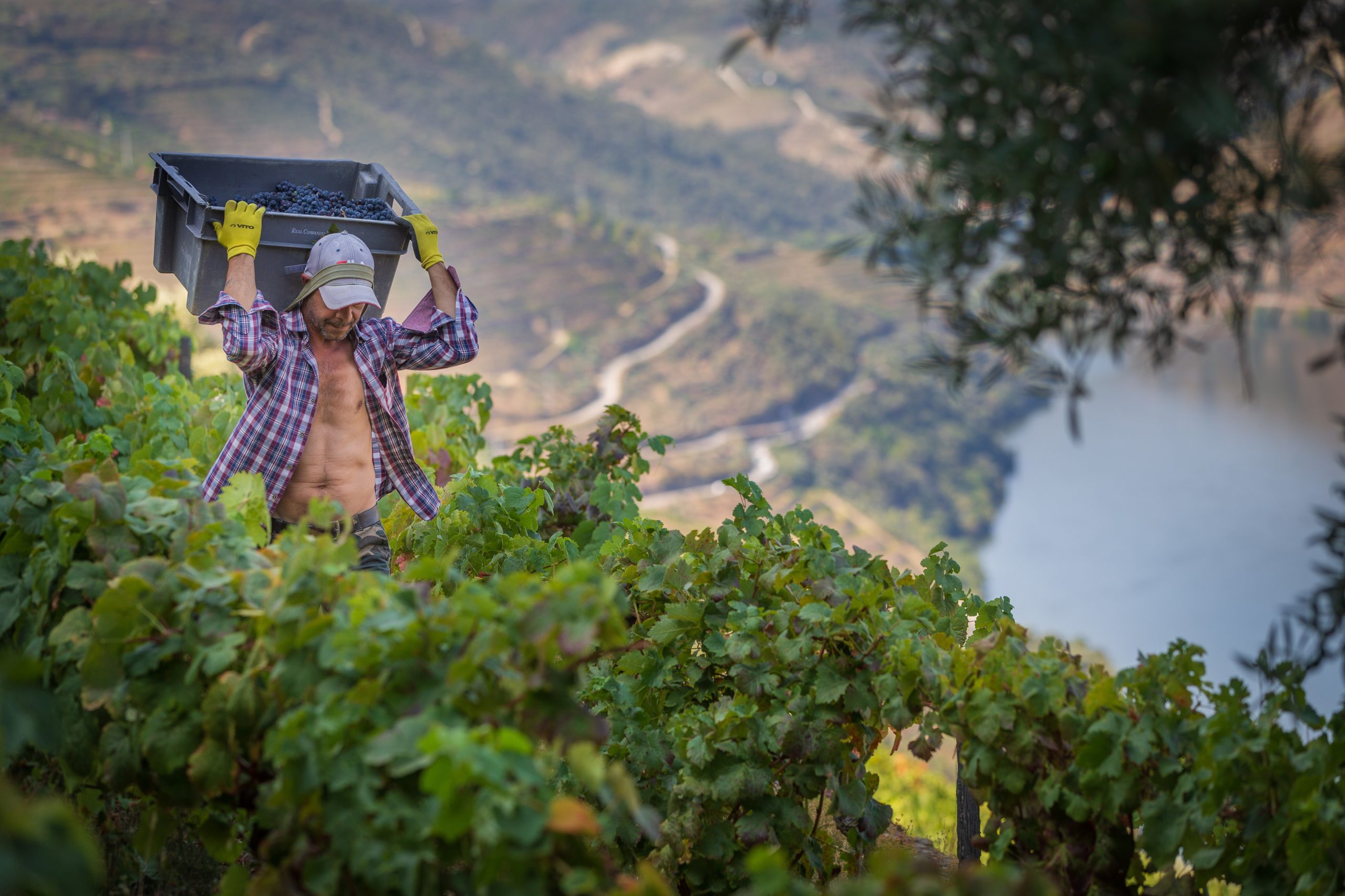 Guerra comercial. Viticultores do Douro já têm encomendas canceladas e admitem boicotar eleições