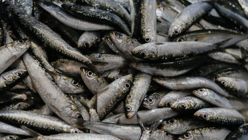 Pescadores de sardinha terão 60 dias de apoio público