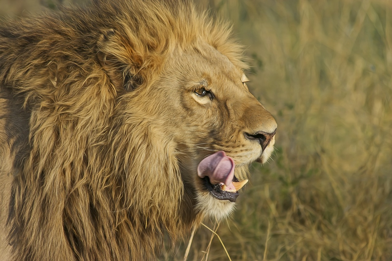 Tratador de zoológico atacado até à morte por leão na Nigéria