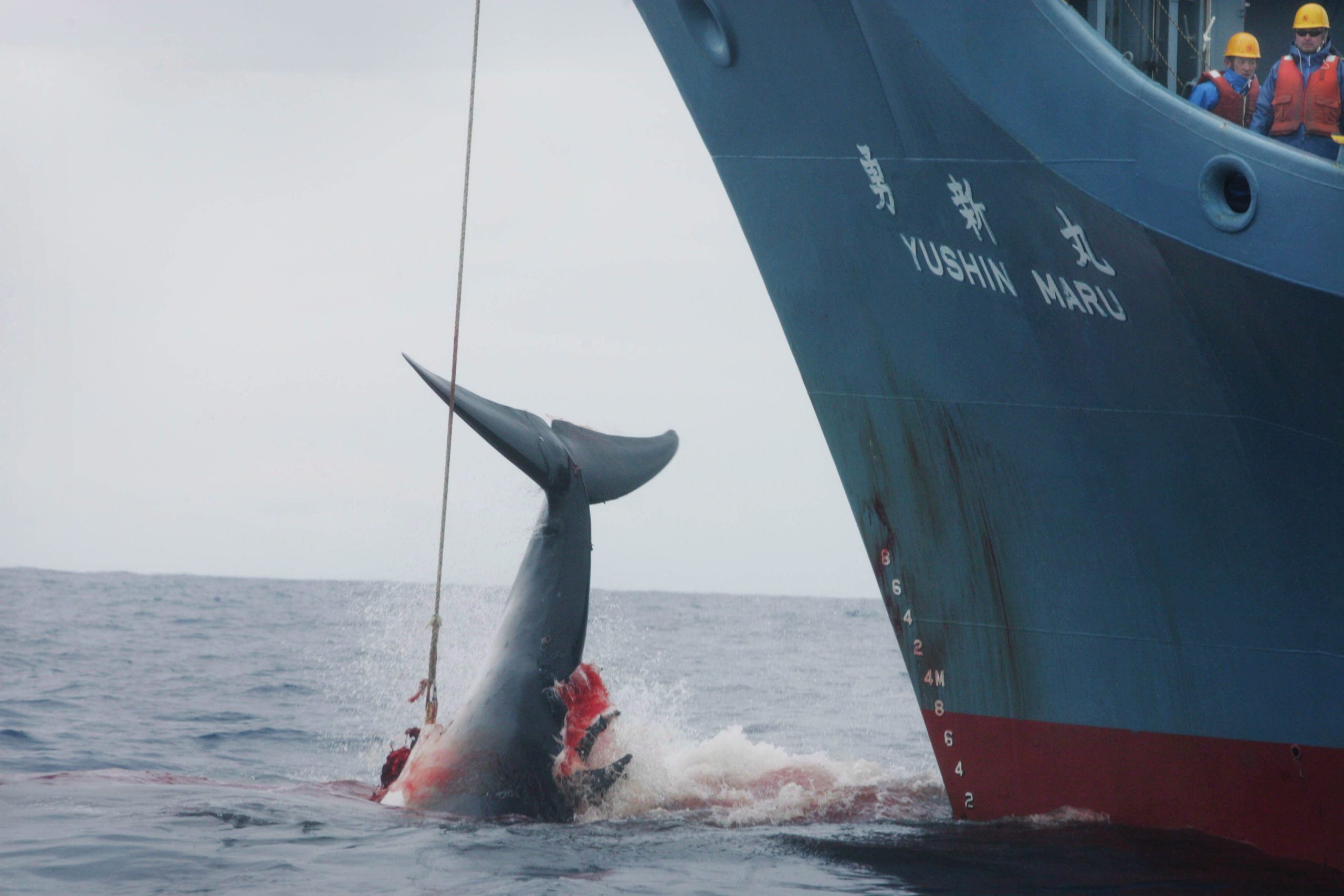 Japão sai da Comissão Baleeira Mundial e vai retomar pesca comercial de baleias