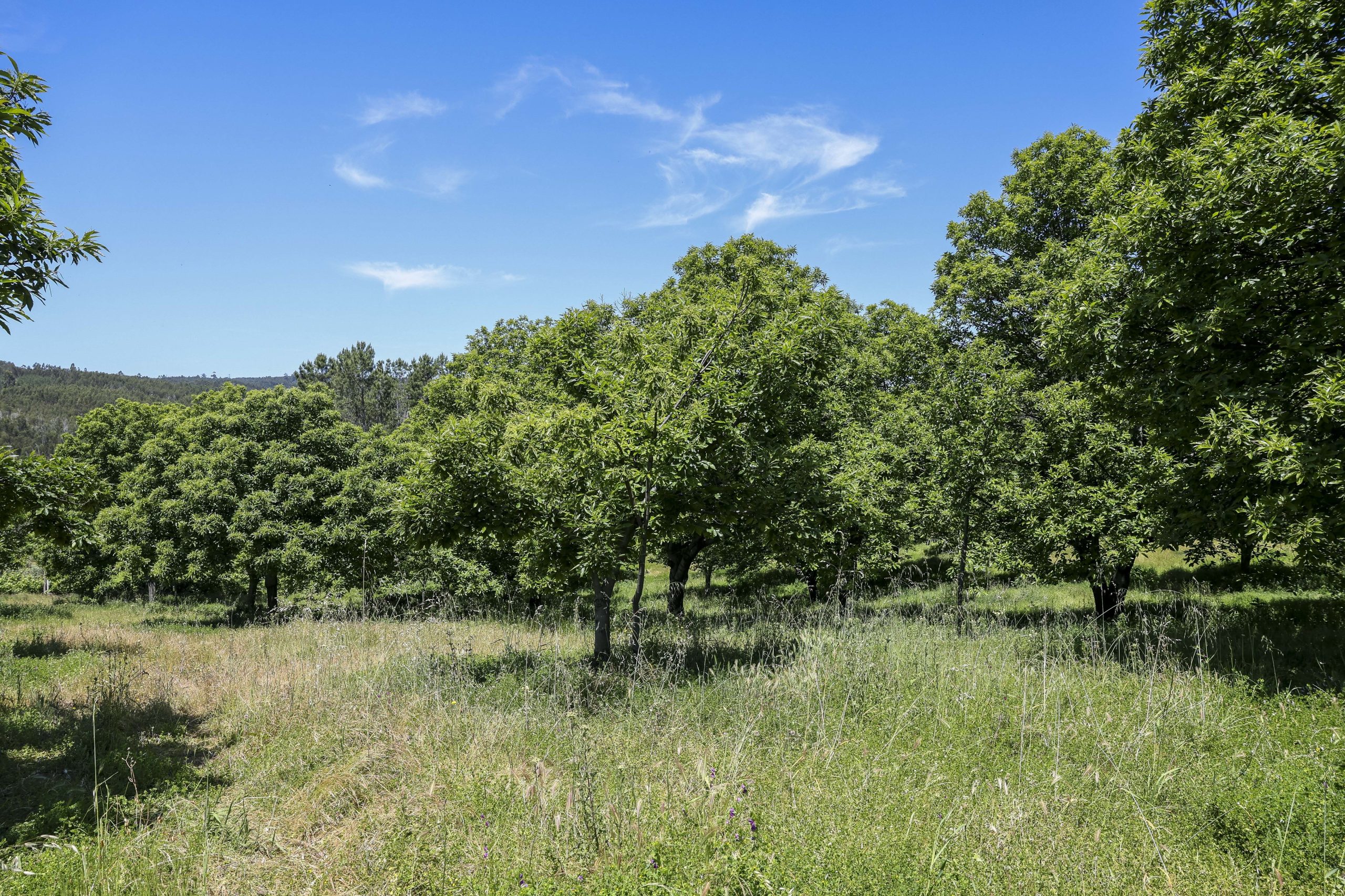 Gestão da carga de combustível em mais de 156 mil hectares desde 2018