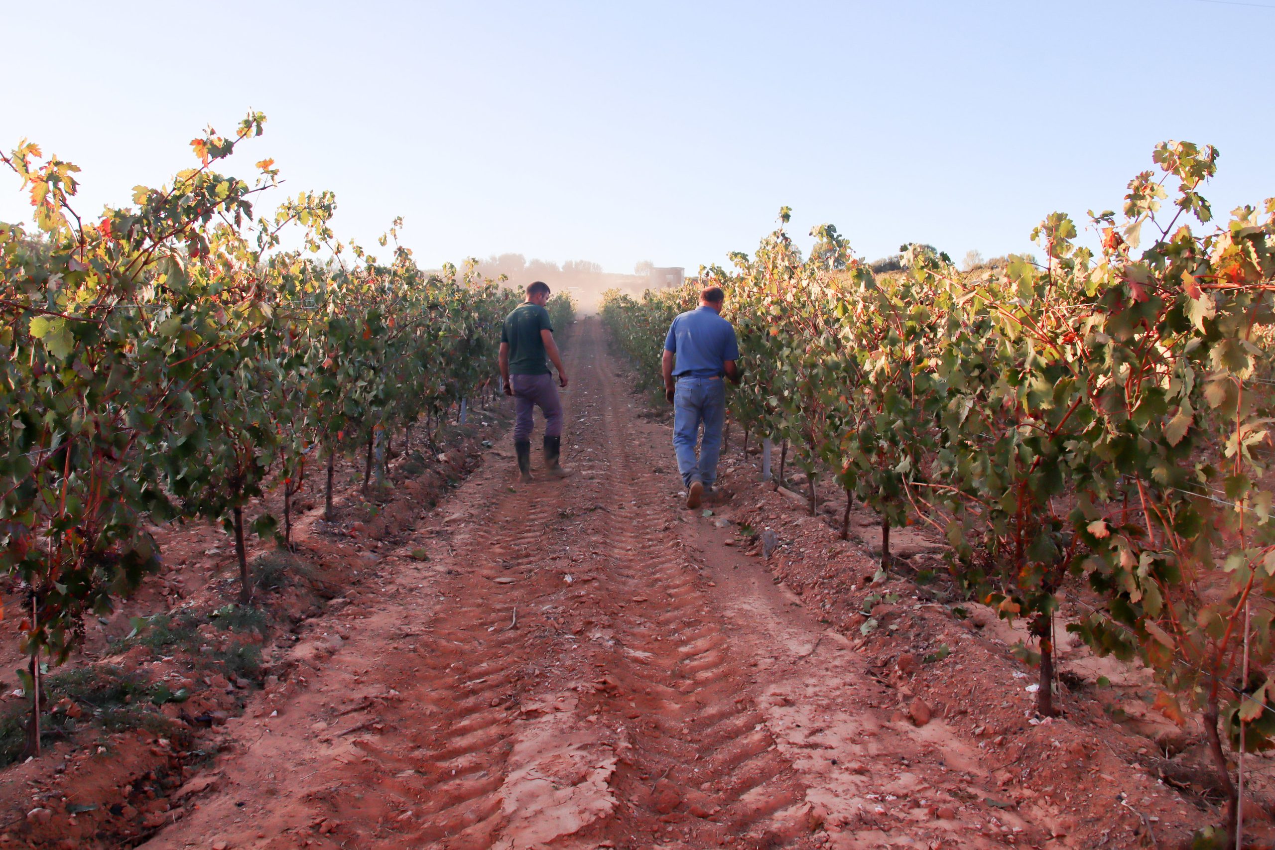 Empresário desenvolve levedura para produzir vinho diferenciado no Planalto Mirandês