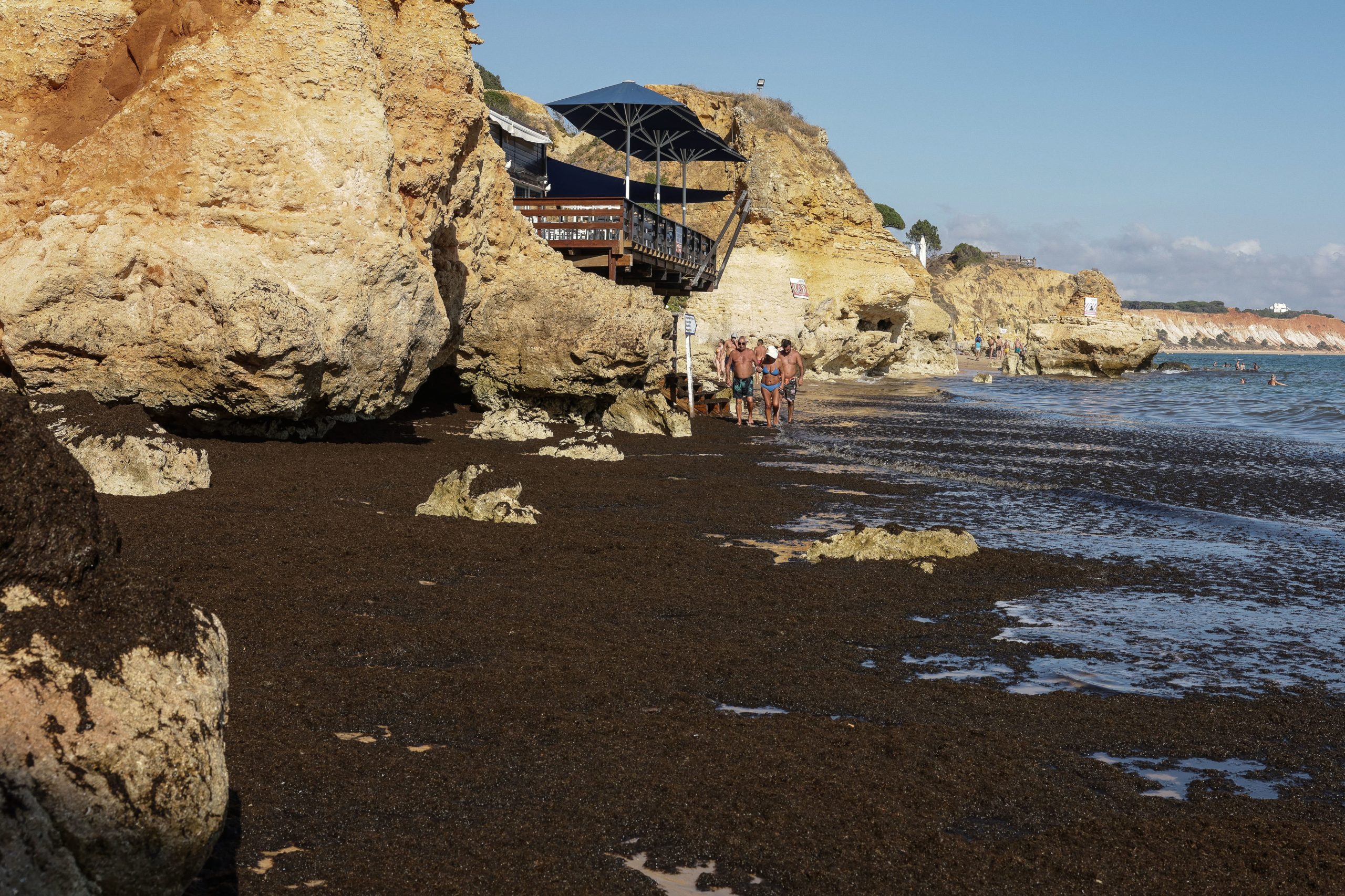 Concentração de algas em praias do Algarve não afeta qualidade da água