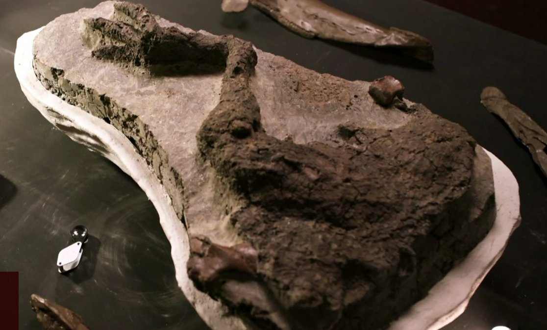 Há 66 milhões de anos, um asteróide extinguiu os dinossauros. Este fóssil é desse dia