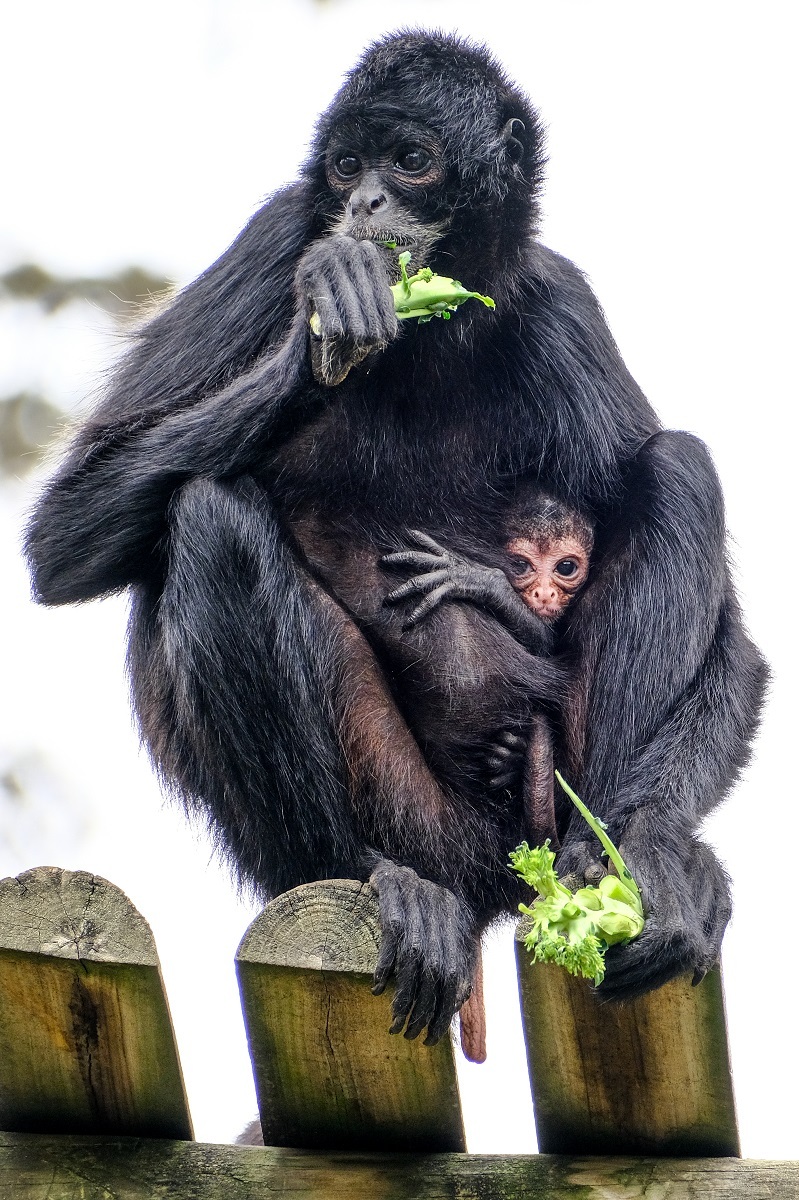 A primeira cria do ano do Jardim Zoológico é um Macaco-aranha