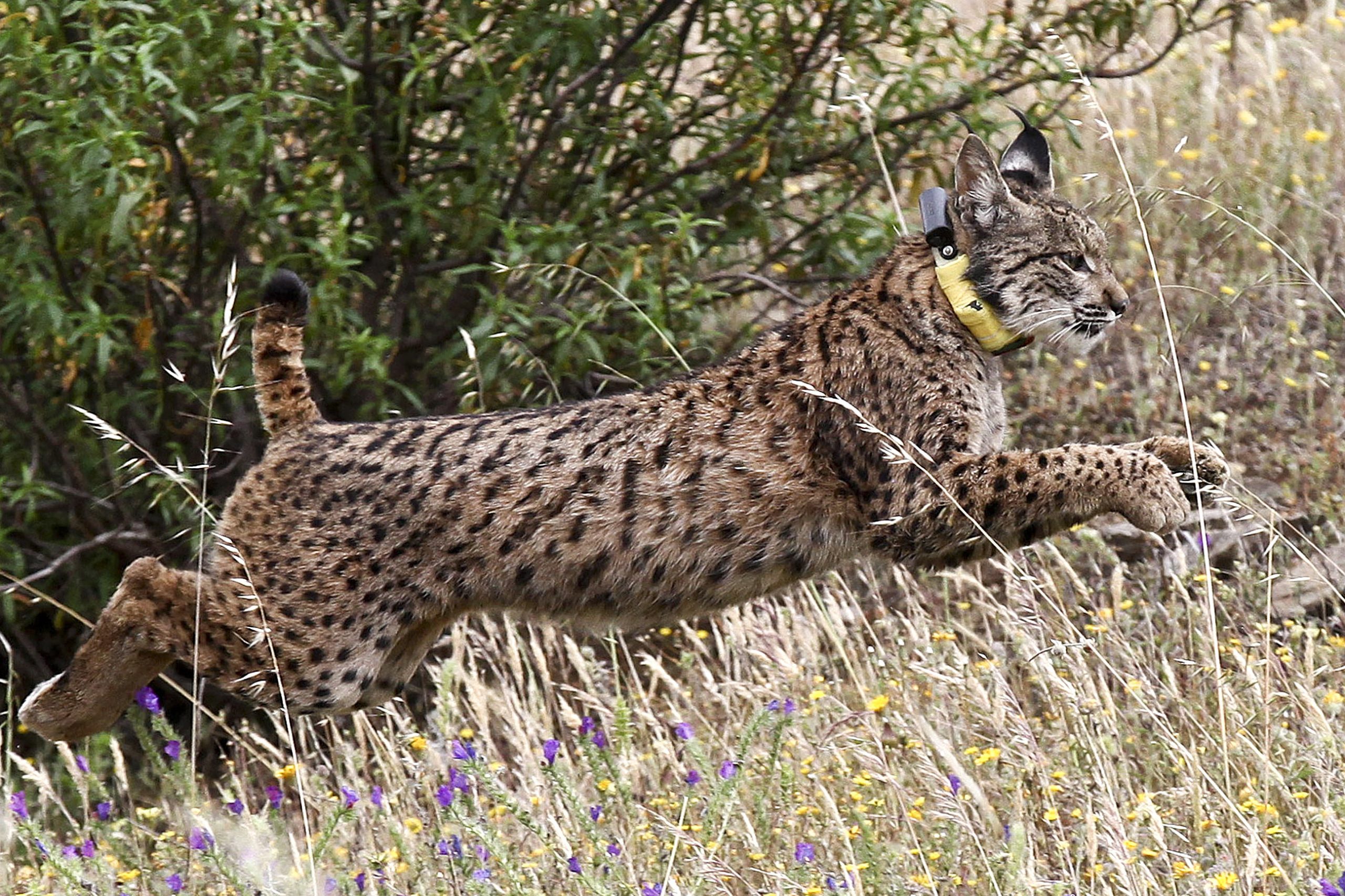 Fêmea de lince-ibérico encontrada morta com sinais de atropelamento