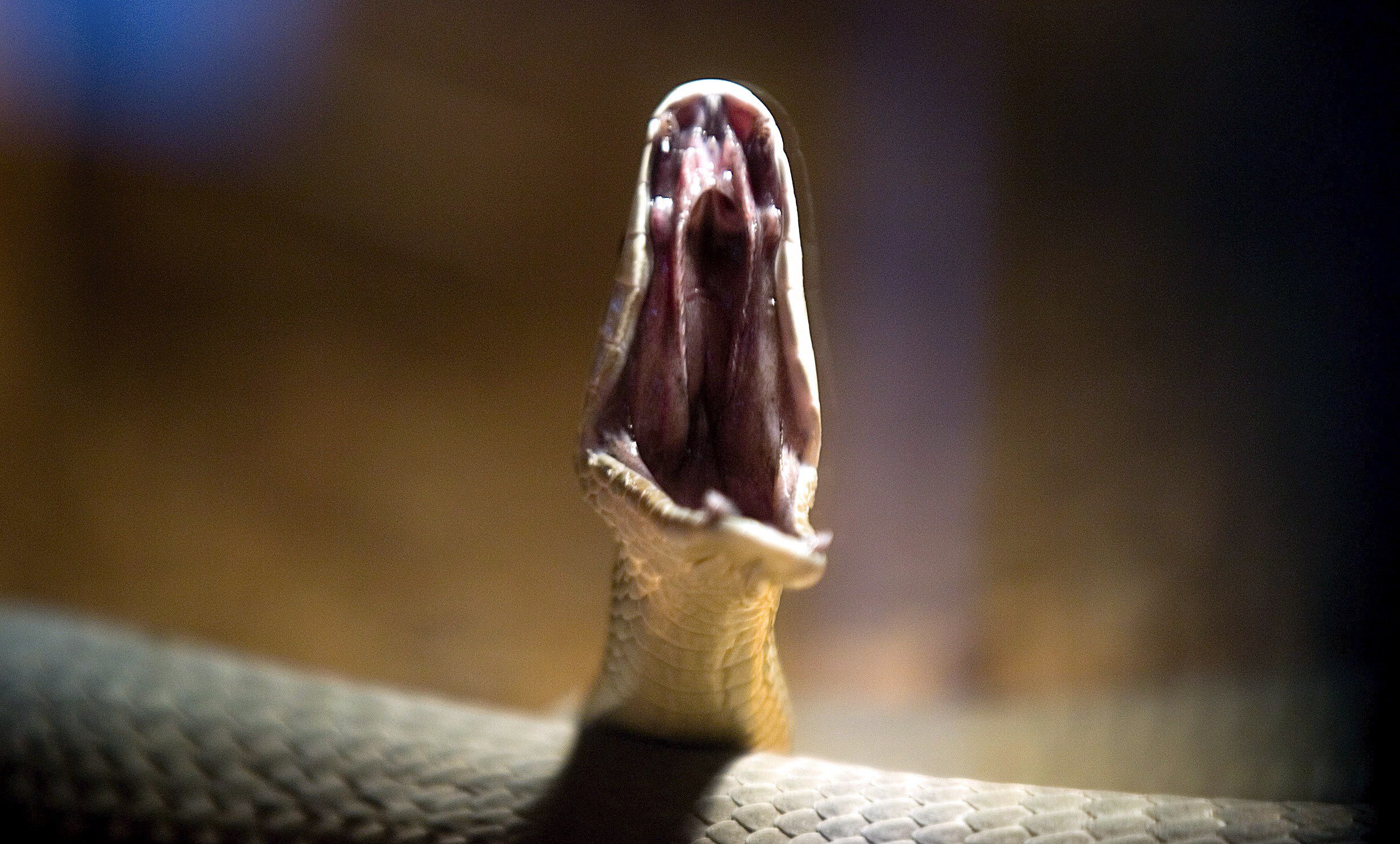 Cobras matam quase 9.000 pessoas por ano em Moçambique
