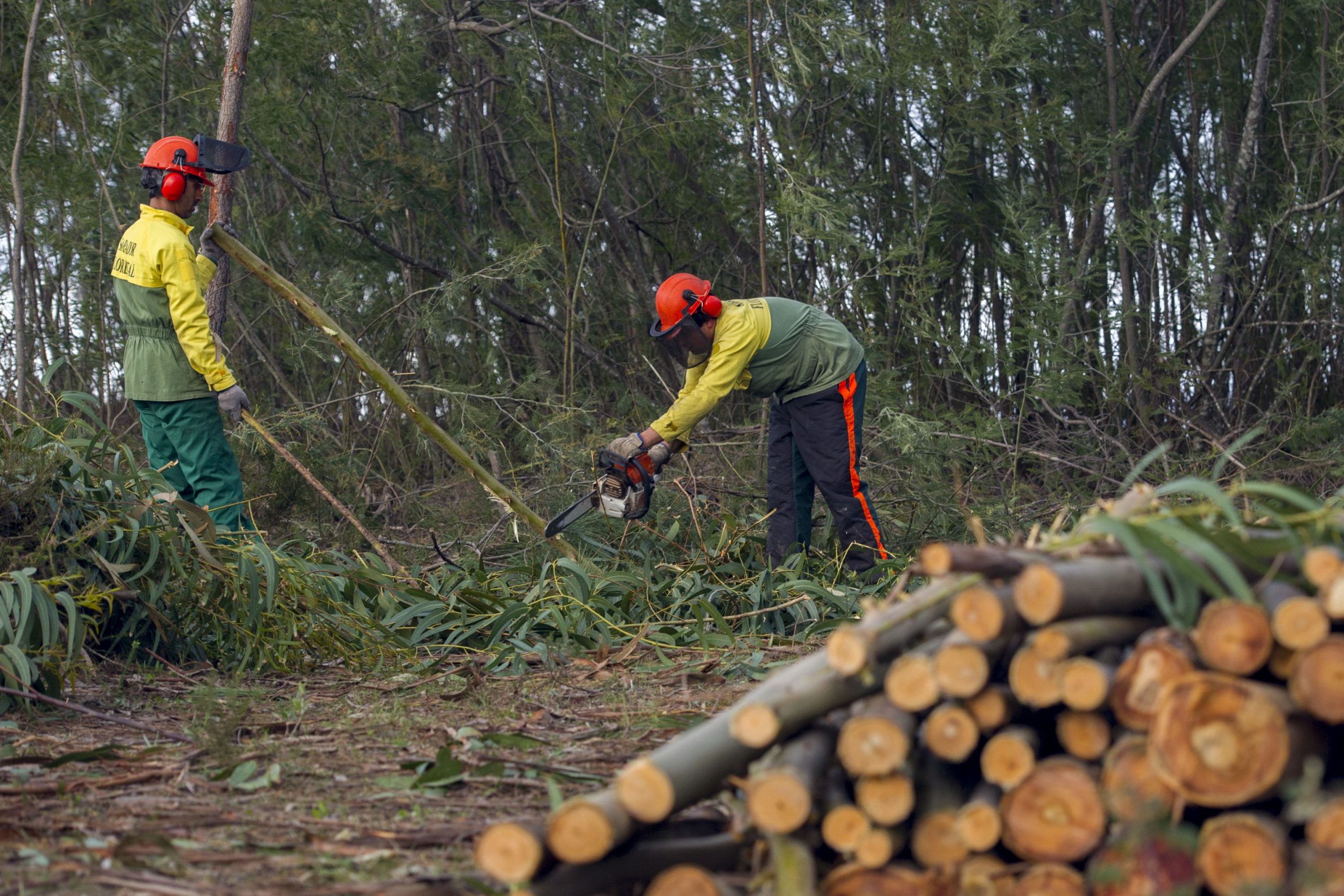 Reclamações por falta de limpeza de matas aumentam 18% num ano de elevado risco de incêndio