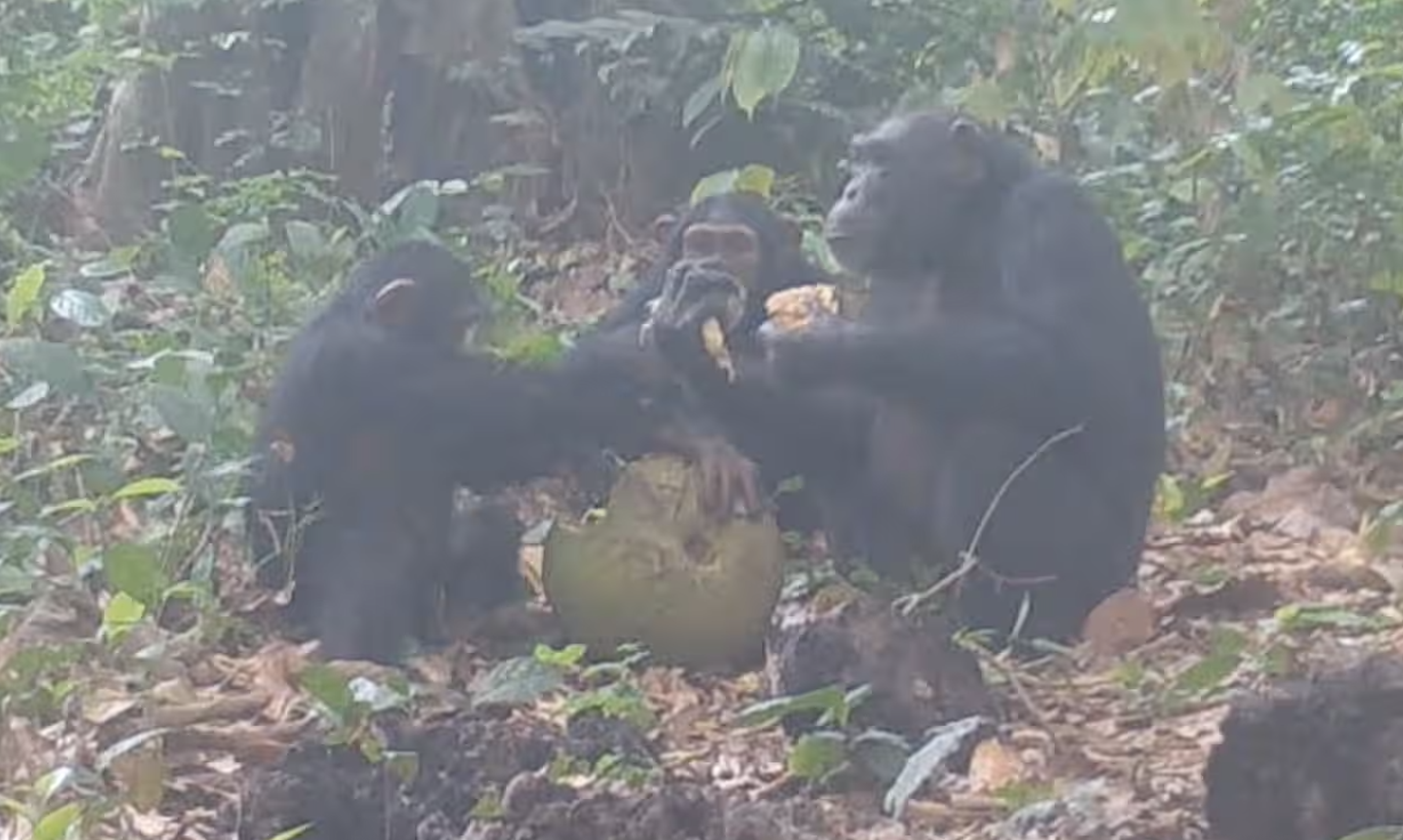Chimpanzés selvagens são filmados na Guiné-Bissau a partilhar fruta com álcool
