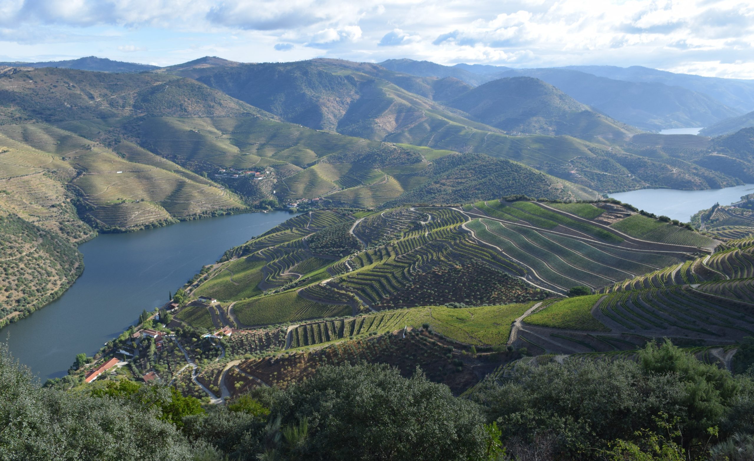Produtores podem fazer vinagre exclusivamente a partir de vinho do Porto