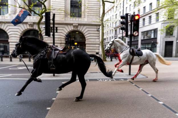 Cavalos à solta e ensanguentados a circular no centro de Londres são capturados