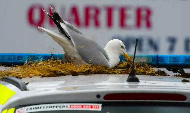 Gaivotas fazem ninho num carro da polícia de Dorset. Viatura sai de serviço para não se perturbar as aves
