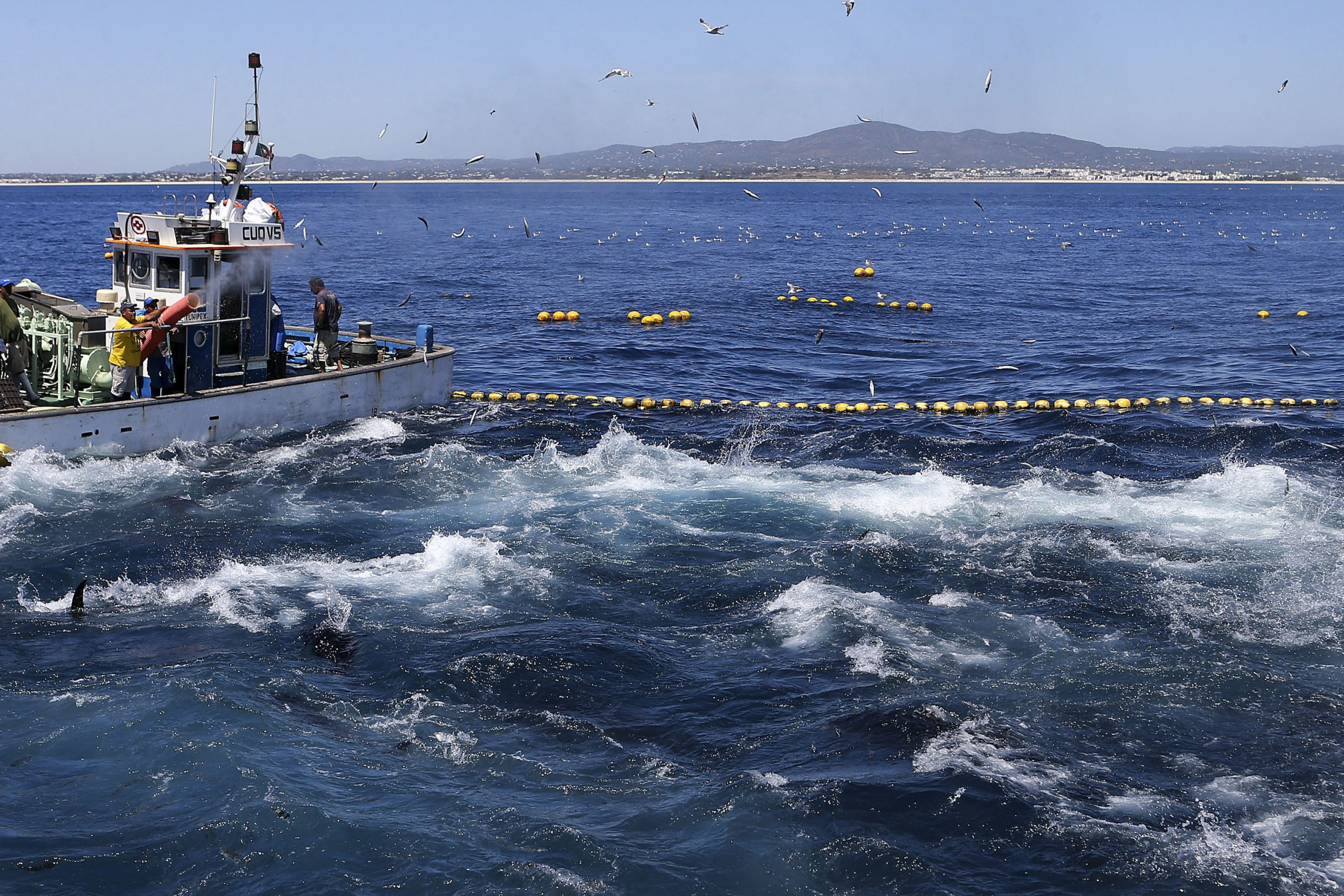 Governo dos Açores pretende avançar com estudo para restruturar setor das pescas