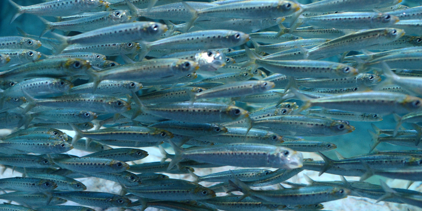 Os peixes só têm memória de três segundos?