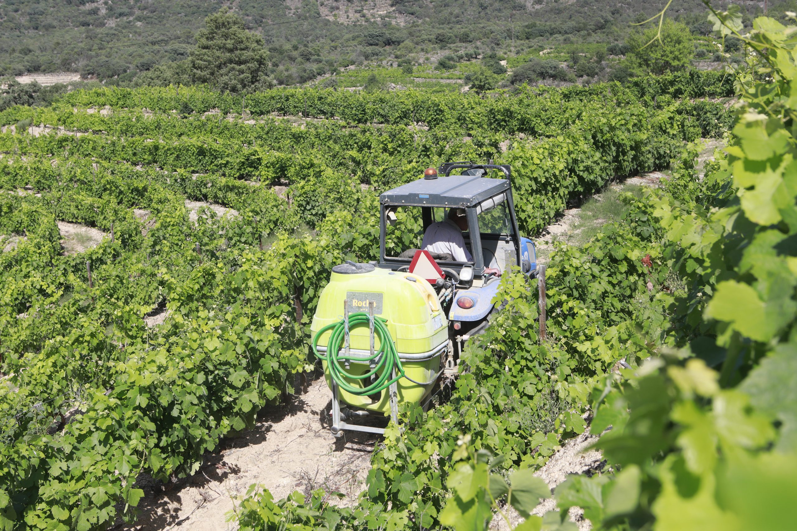 Viticultores vão a Lisboa alertar Presidente da República para a crise no Douro
