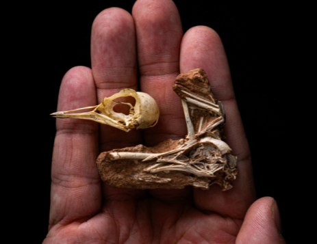 Fóssil quase intacto encontrado no Brasil mostra evolução do cérebro das aves