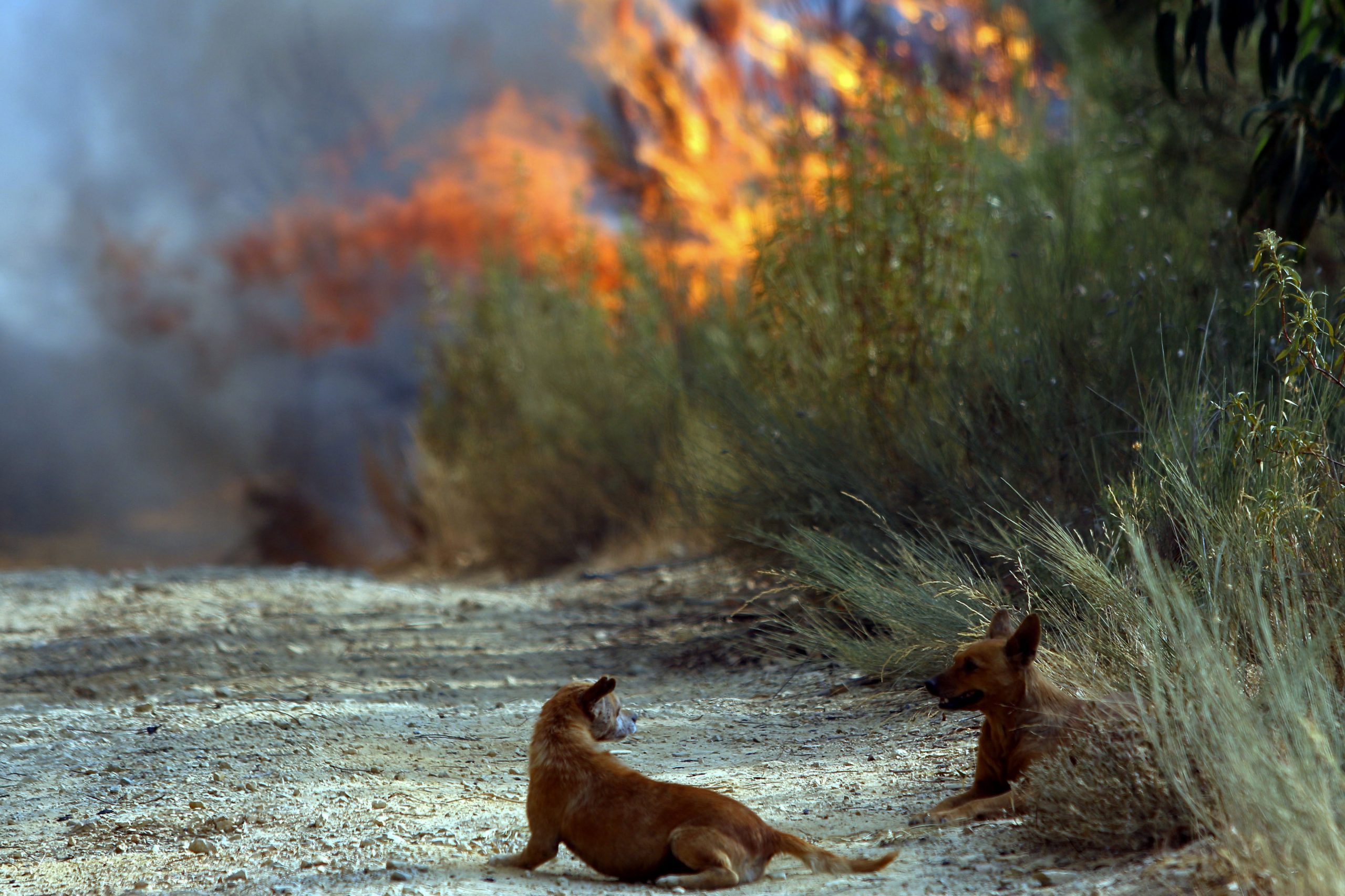 Incêndios. Oleiros recebe um milhão de euros para limpeza de linhas de água