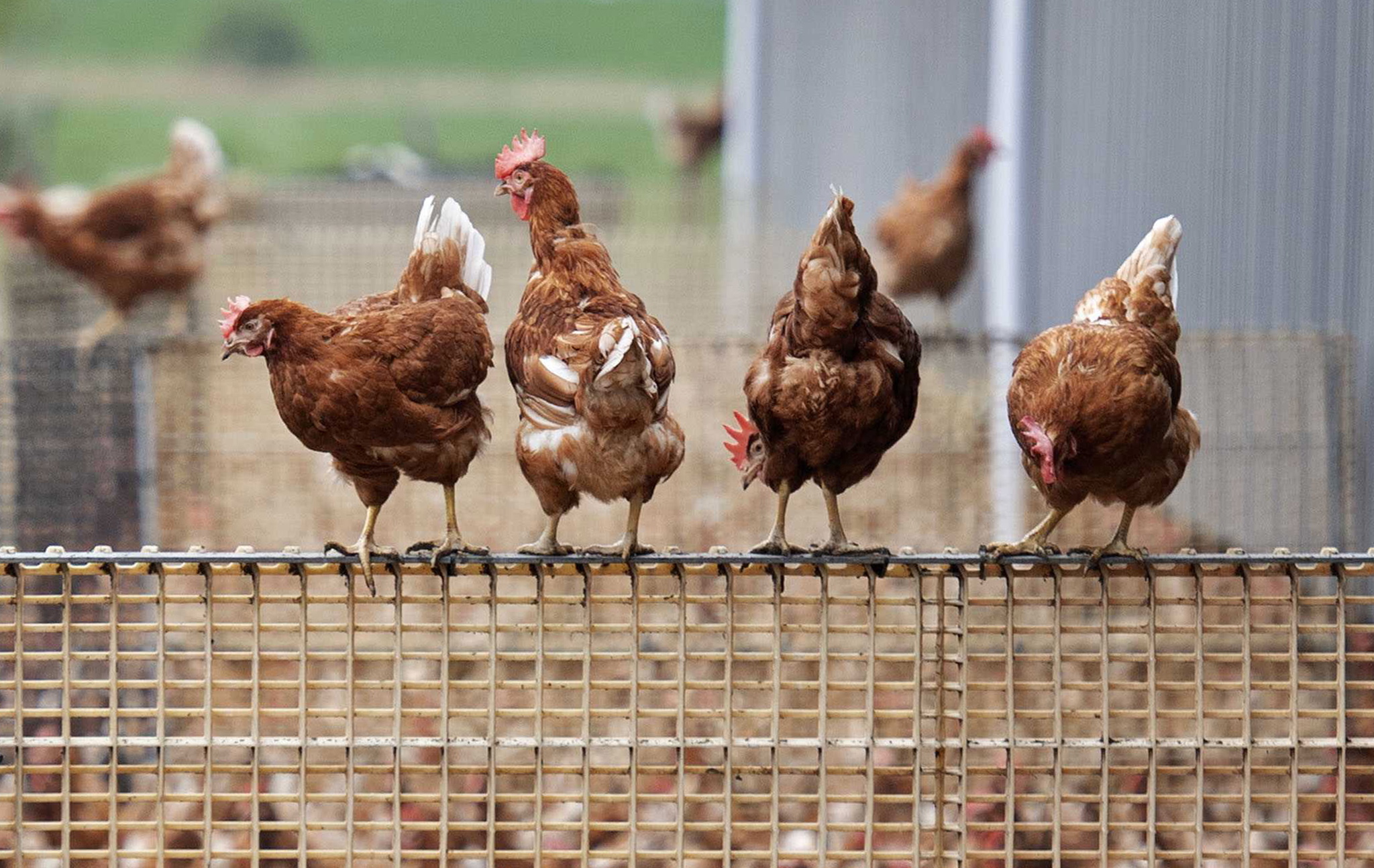 França abateu perto de três milhões de aves de capoeira para travar gripe aviária