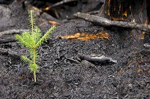 Incêndios: Município francês doa 53 mil árvores ao Pinhal de Leiria