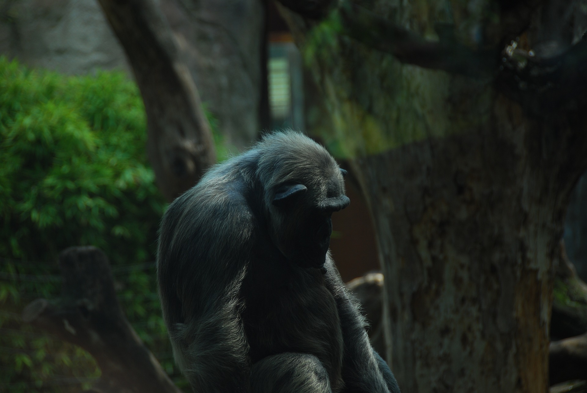 Chimpanzés geneticamente adaptados ao seu ambiente e a infeções como malária
