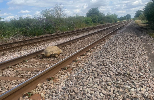 Clyde, uma tartaruga gigante de 50 kg, fez parar comboios em Inglaterra. Como prova da aventura fica um rasgão na carapaça