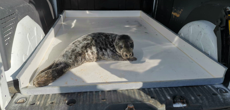 Polícia Marítima resgata cria de foca na praia da Légua em Alcobaça