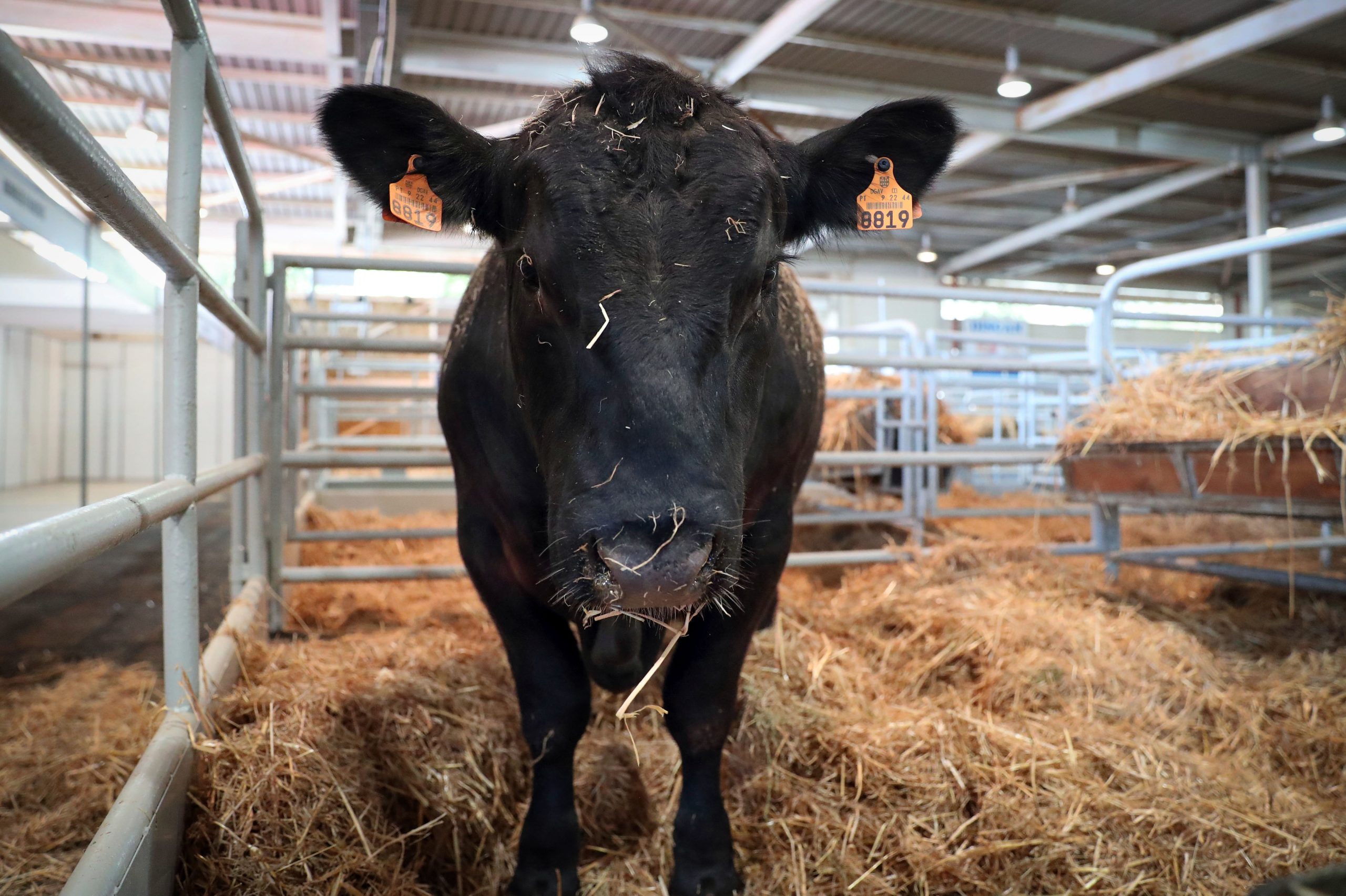 Ovibeja, a maior feira agropecuária do sul do país, arranca hoje em Beja para mostrar “todo o Alentejo deste mundo”