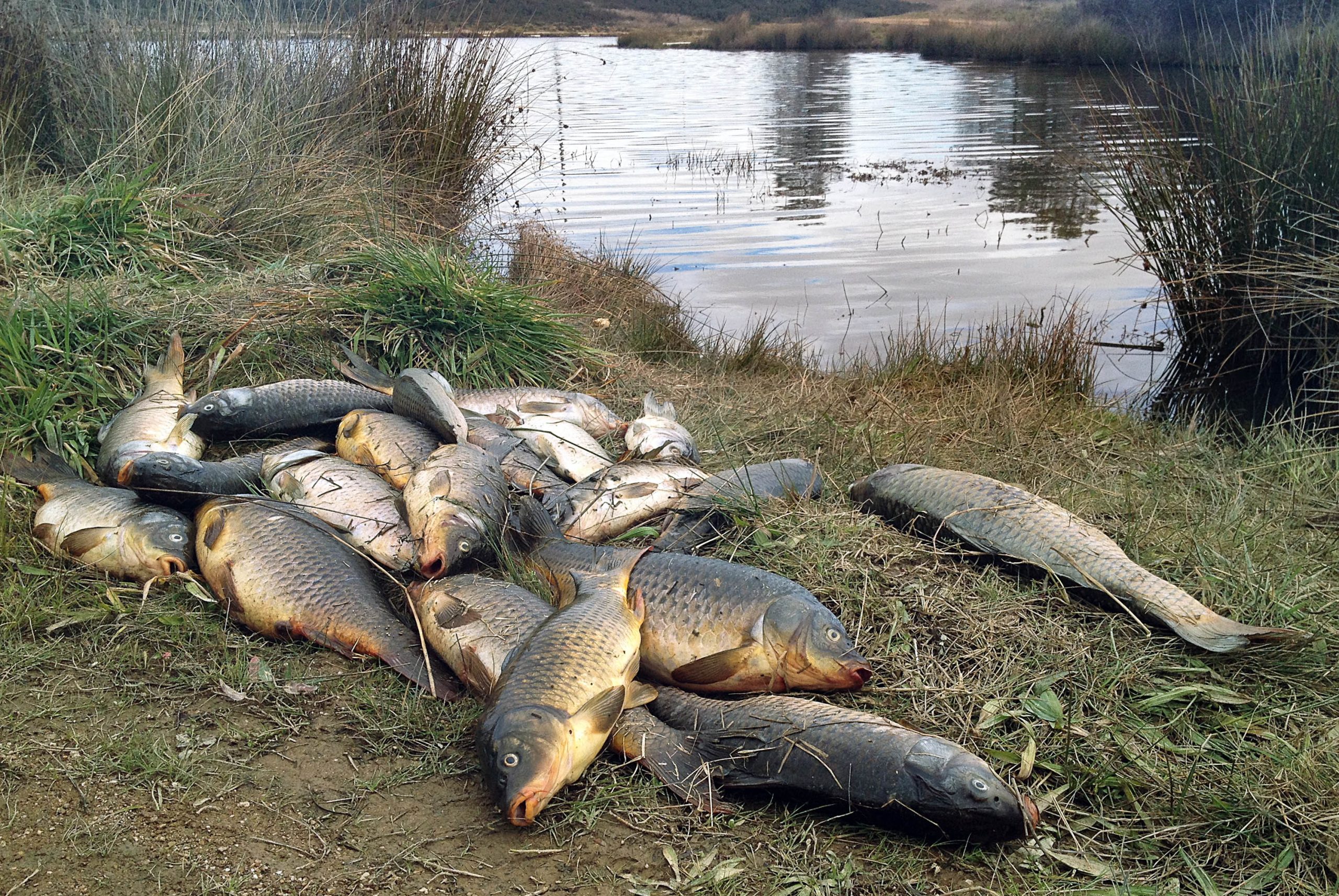 APA está a acompanhar morte de peixes em albufeira de Castelo Branco