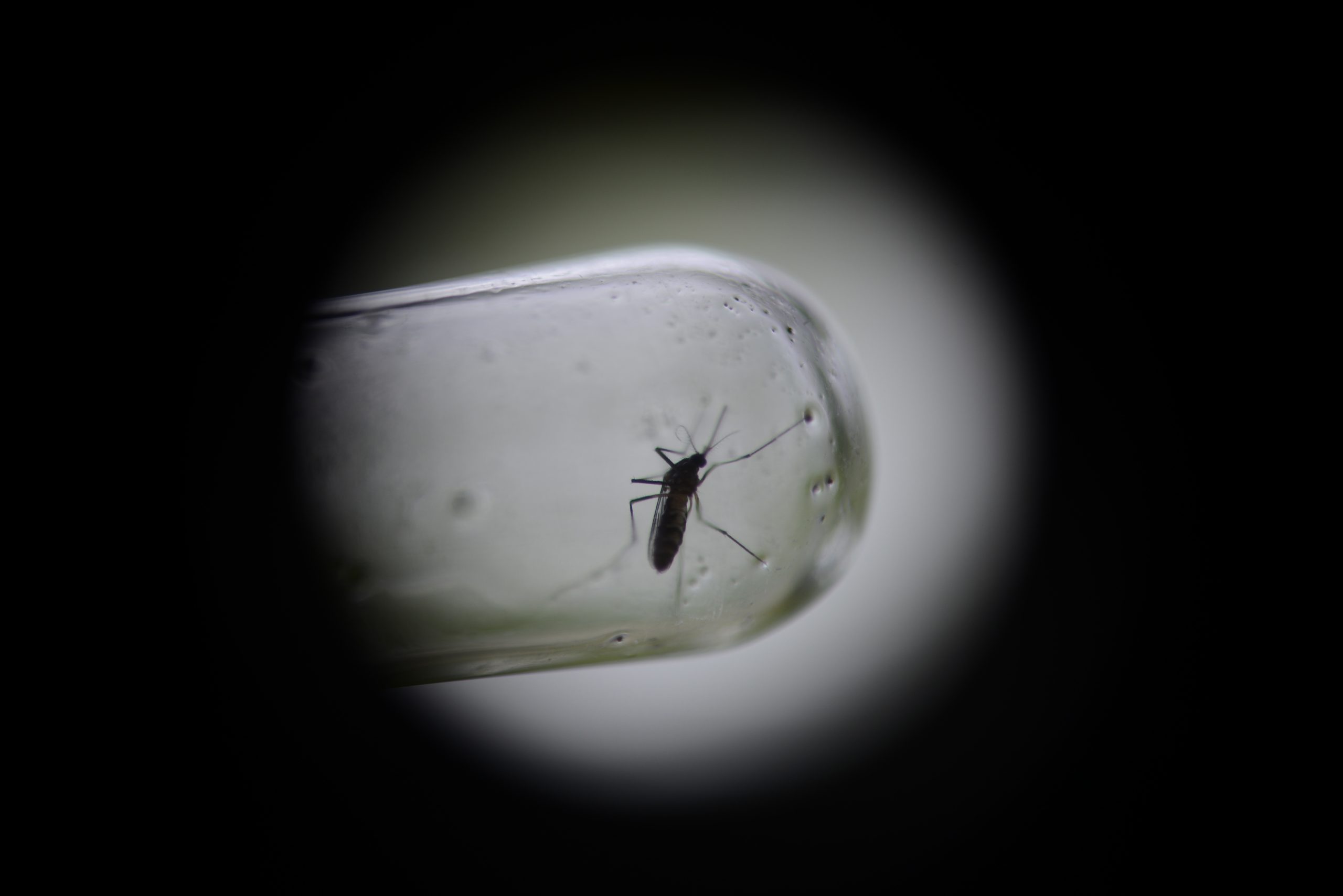 Malária: Proteína, a palavra-chave para uma vacina mais eficaz