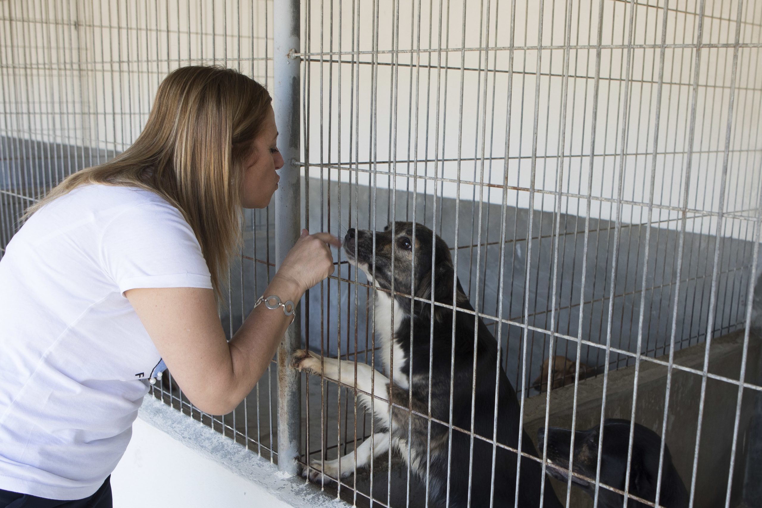 Leiria não abate animais por sobrelotação desde 2016