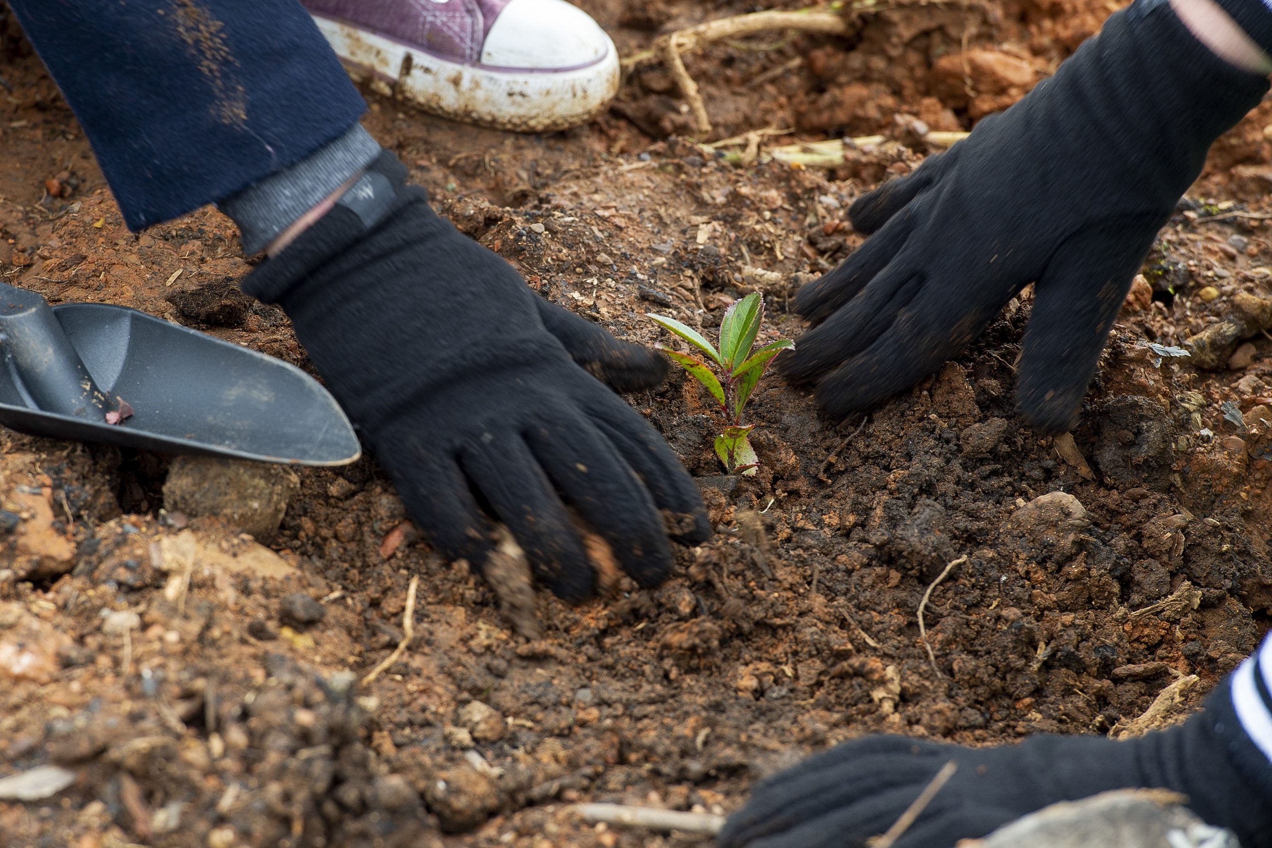 Associação florestal demarca-se de “qualquer ilegalidade” na reflorestação em Pedrógão Grande