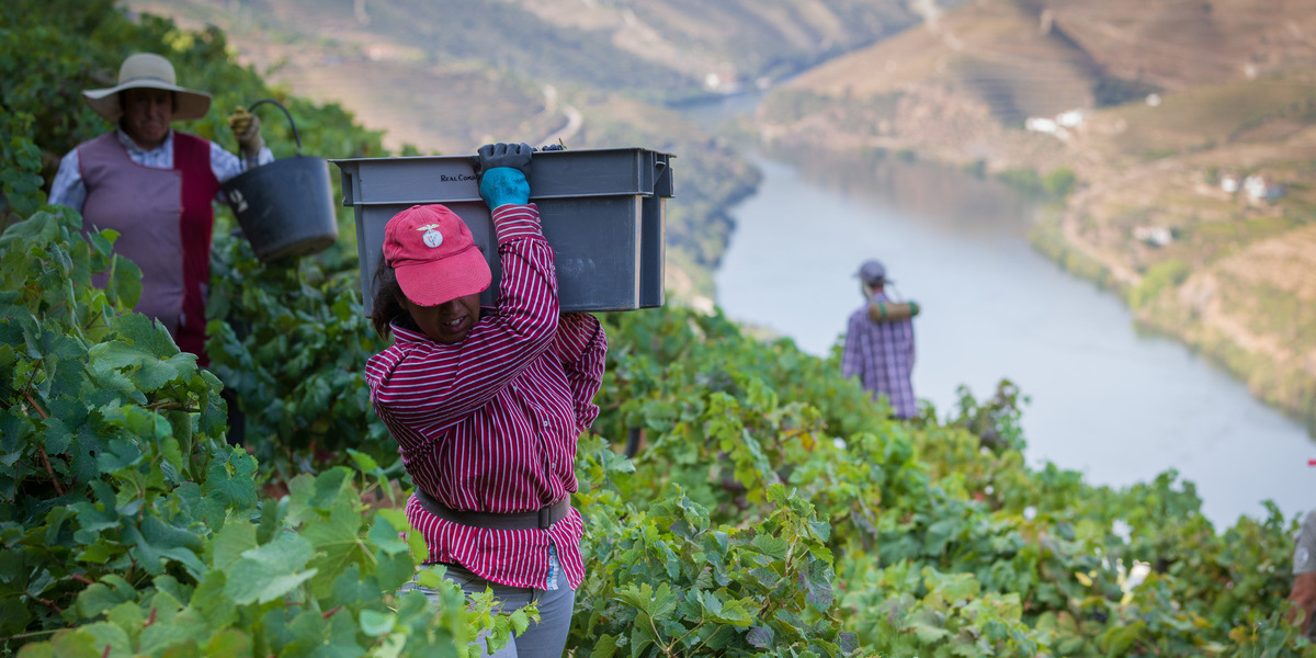 Apoio de 15 milhões de euros para destilação exclui quem importou vinho  