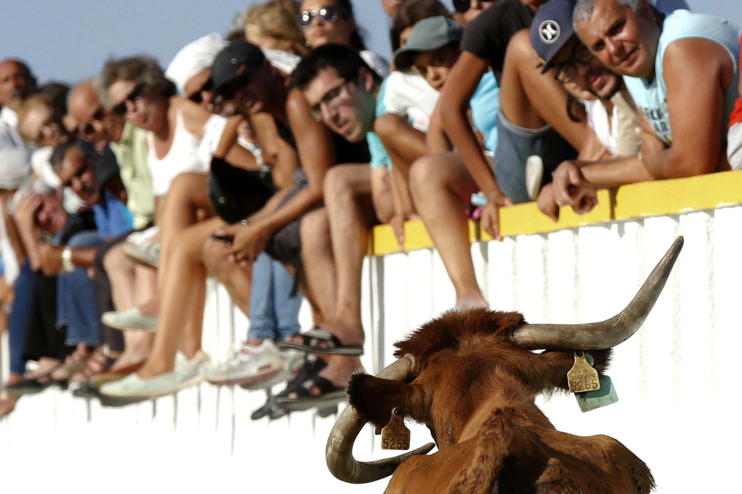 Meio milhão de visitantes esperados nas Festas da Moita
