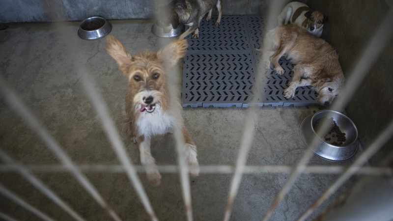 GNR recolheu seis animais em canil supostamente ilegal na Feira