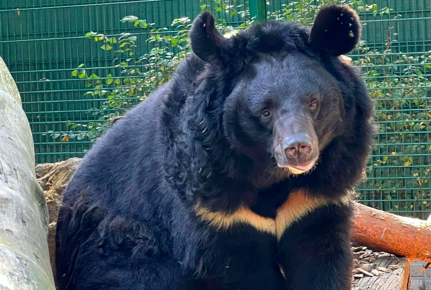 Homem encontra urso na sala da sua casa no Japão