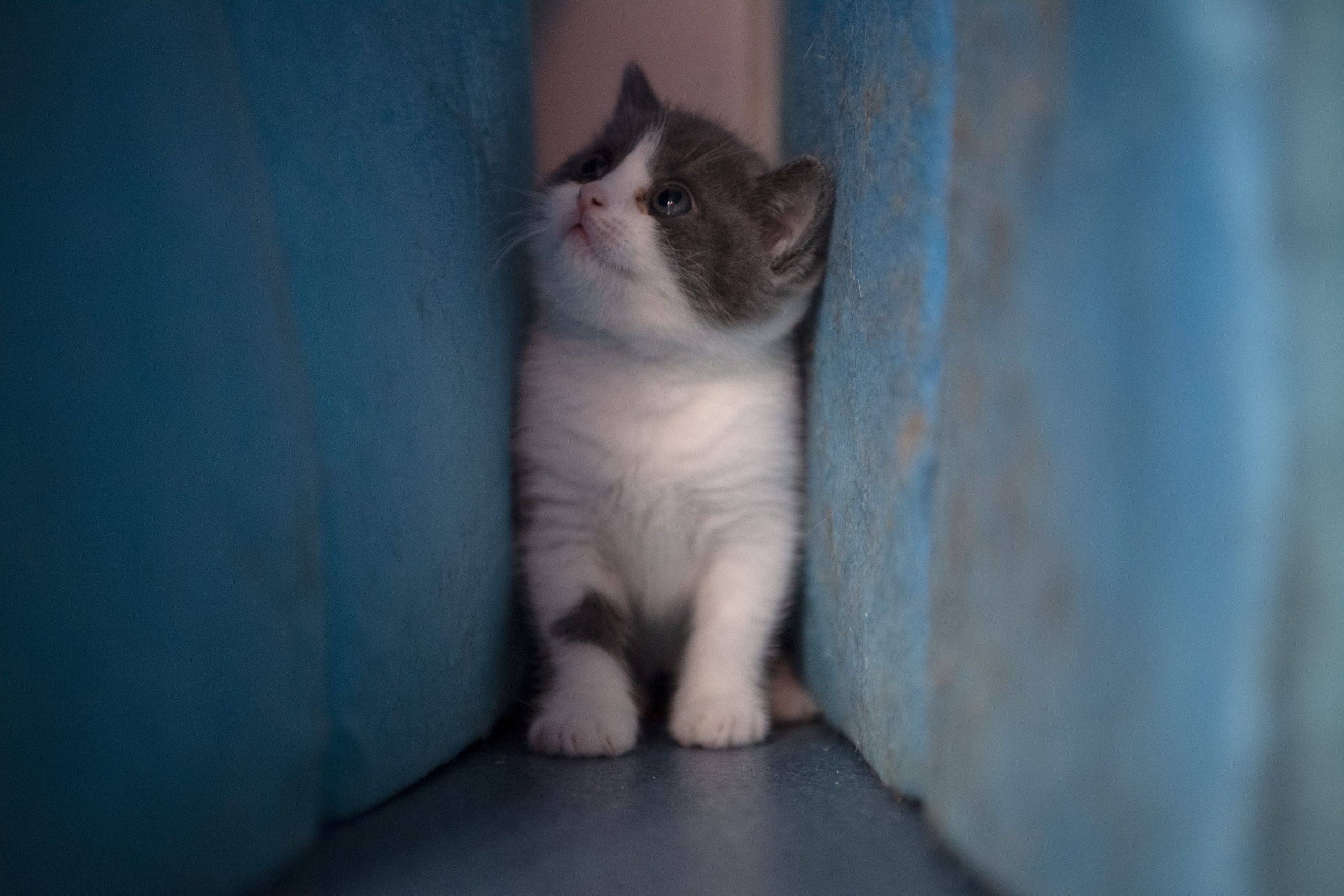 Ajo, o primeiro gato clonado na China