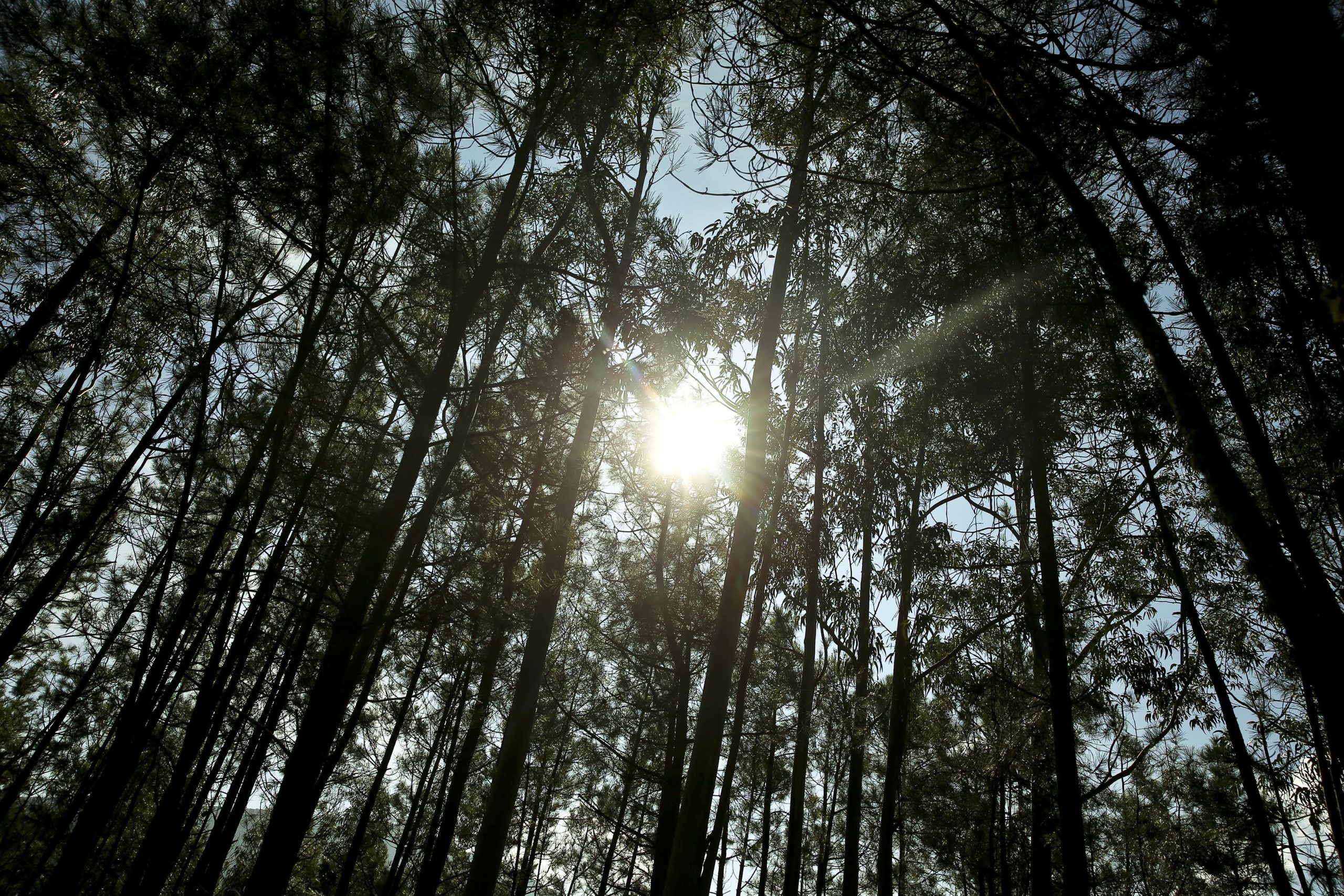 Vila Real investe 578 mil euros para defesa da floresta contra incêndios
