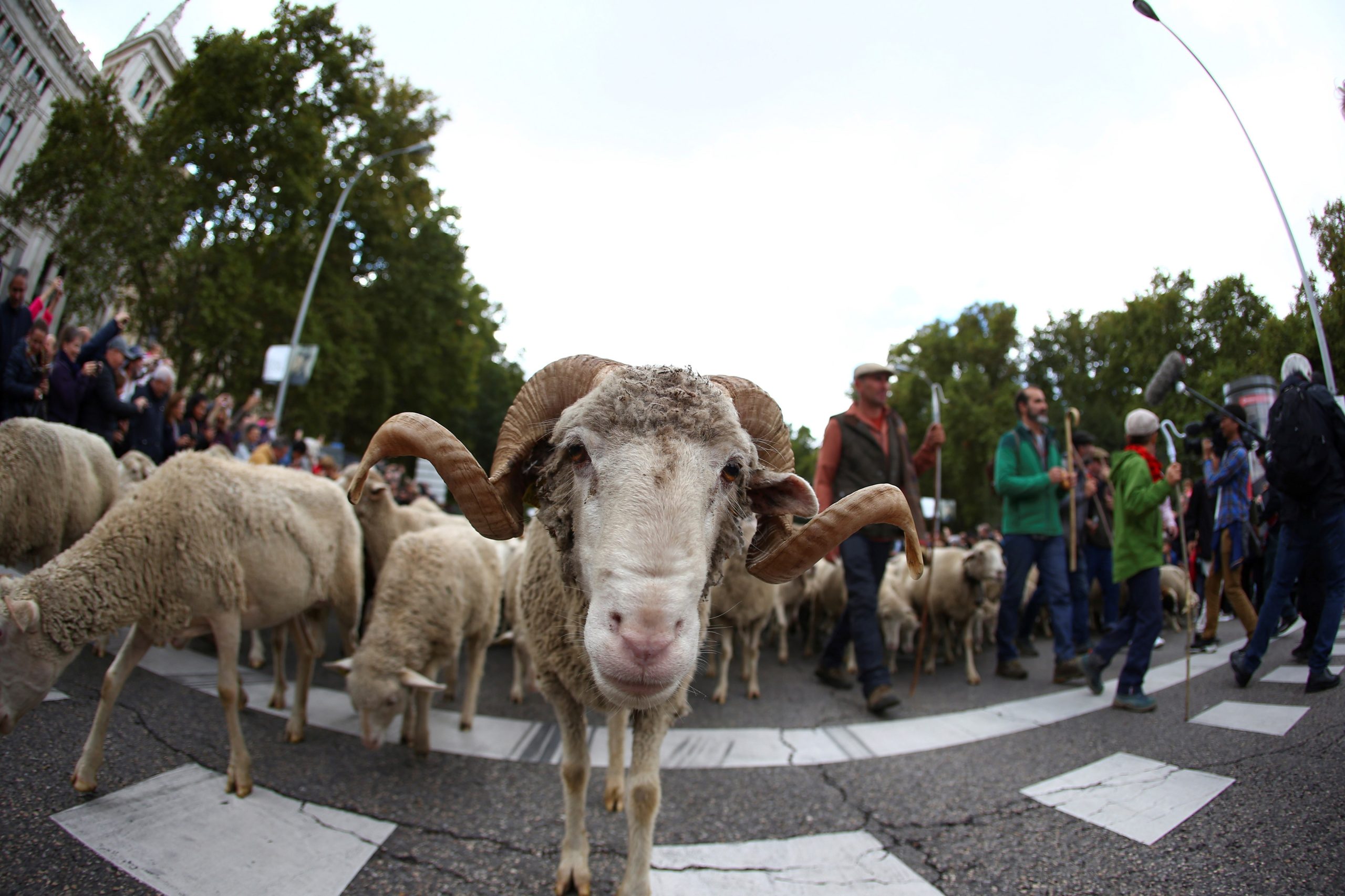 Um desfile lanzudo. Pastores levam 2 mil ovelhas para o centro de Madrid