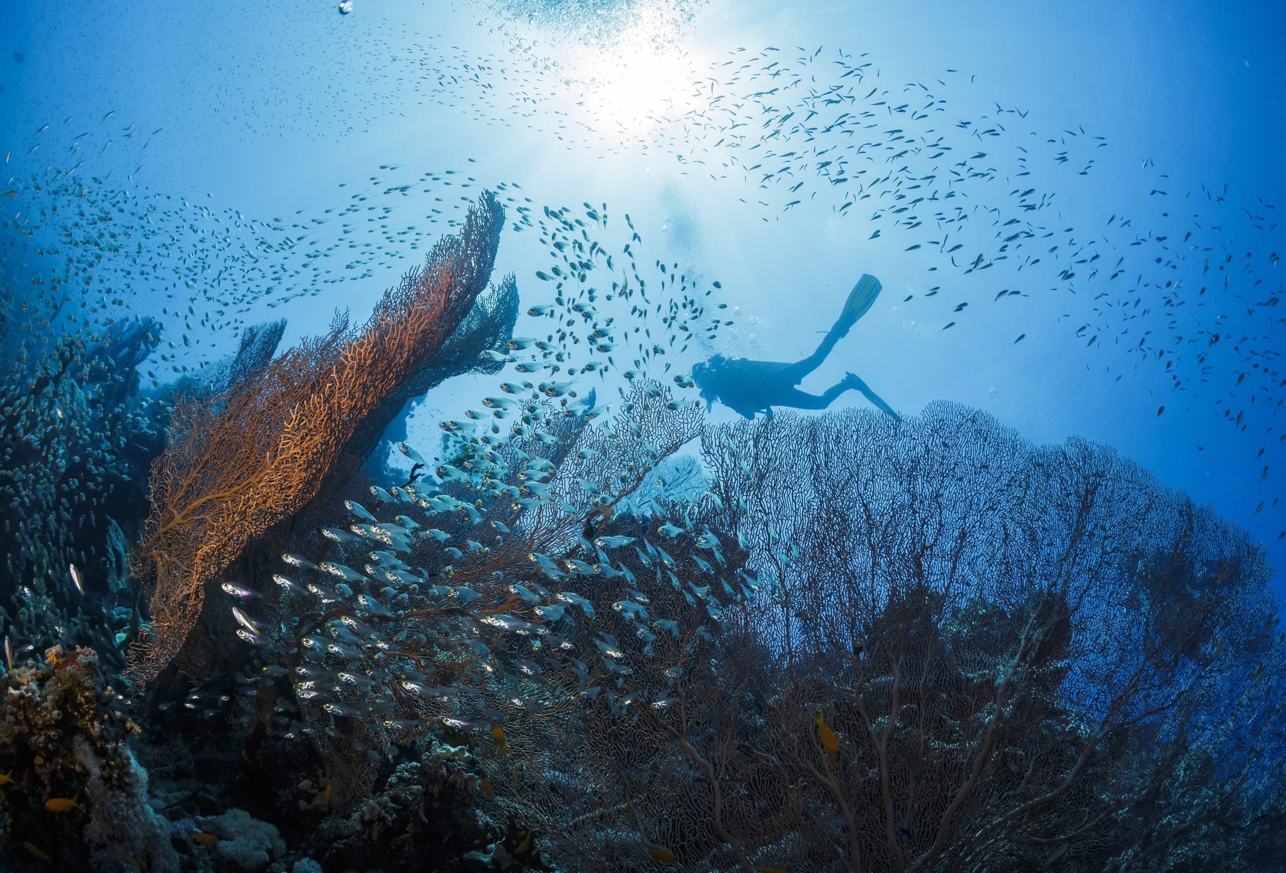 Organismos estão a ficar cada vez mais pequenos, especialmente peixes