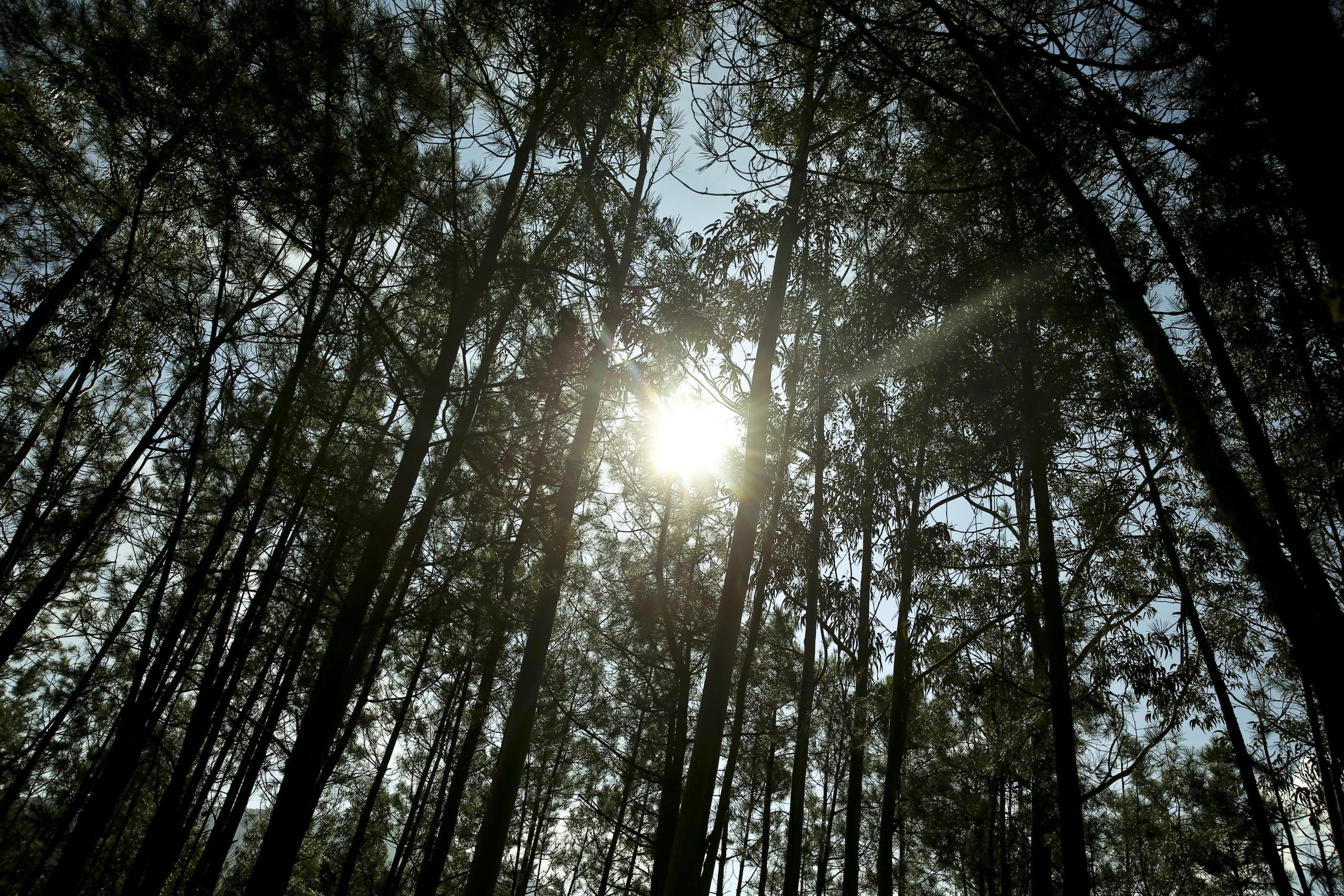 PAN critica abate de árvores na serra da Lousã e admite chamar ministro do Ambiente ao parlamento