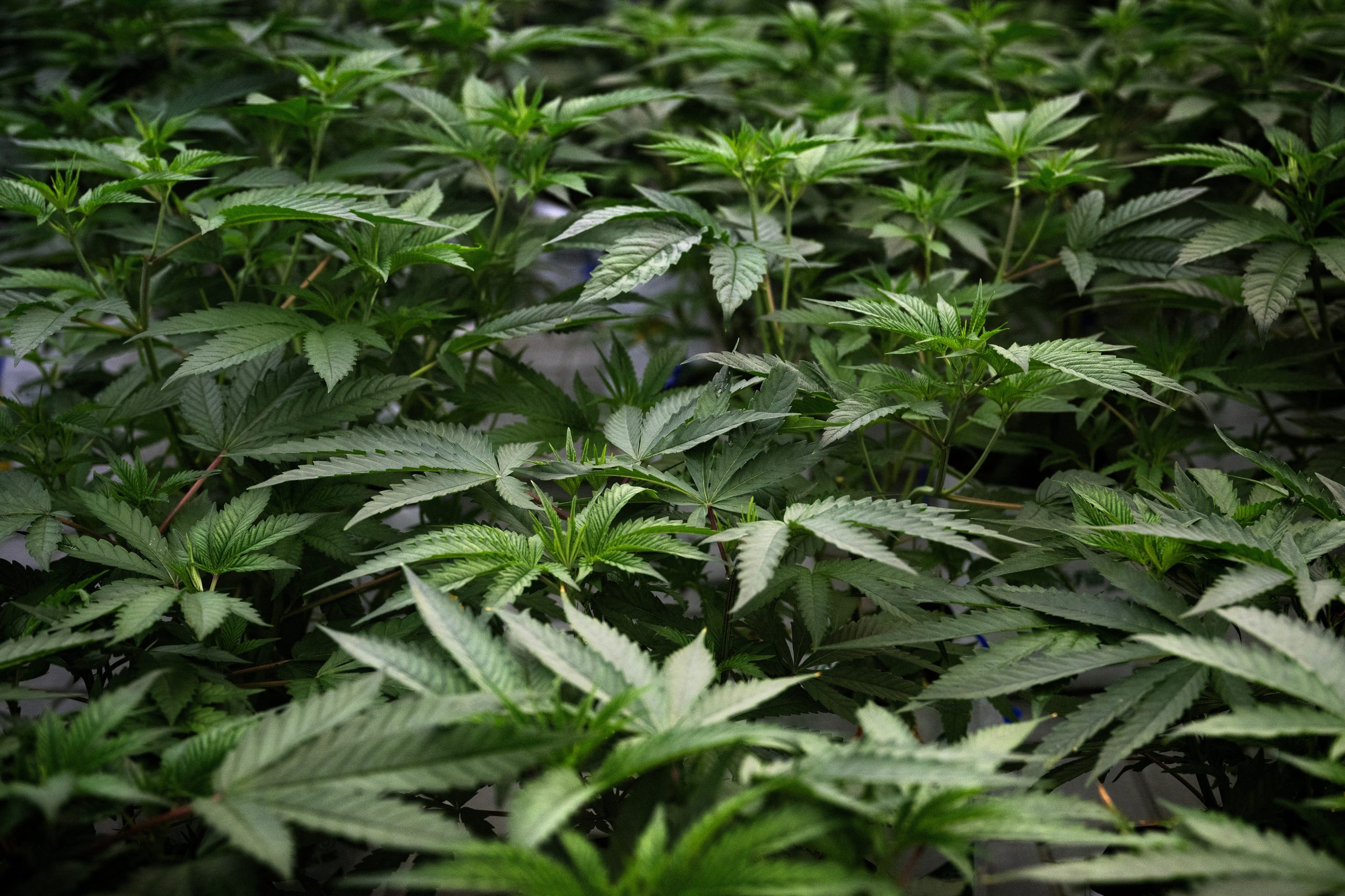 Alemanha aprova projeto para legalizar consumo recreativo de canábis