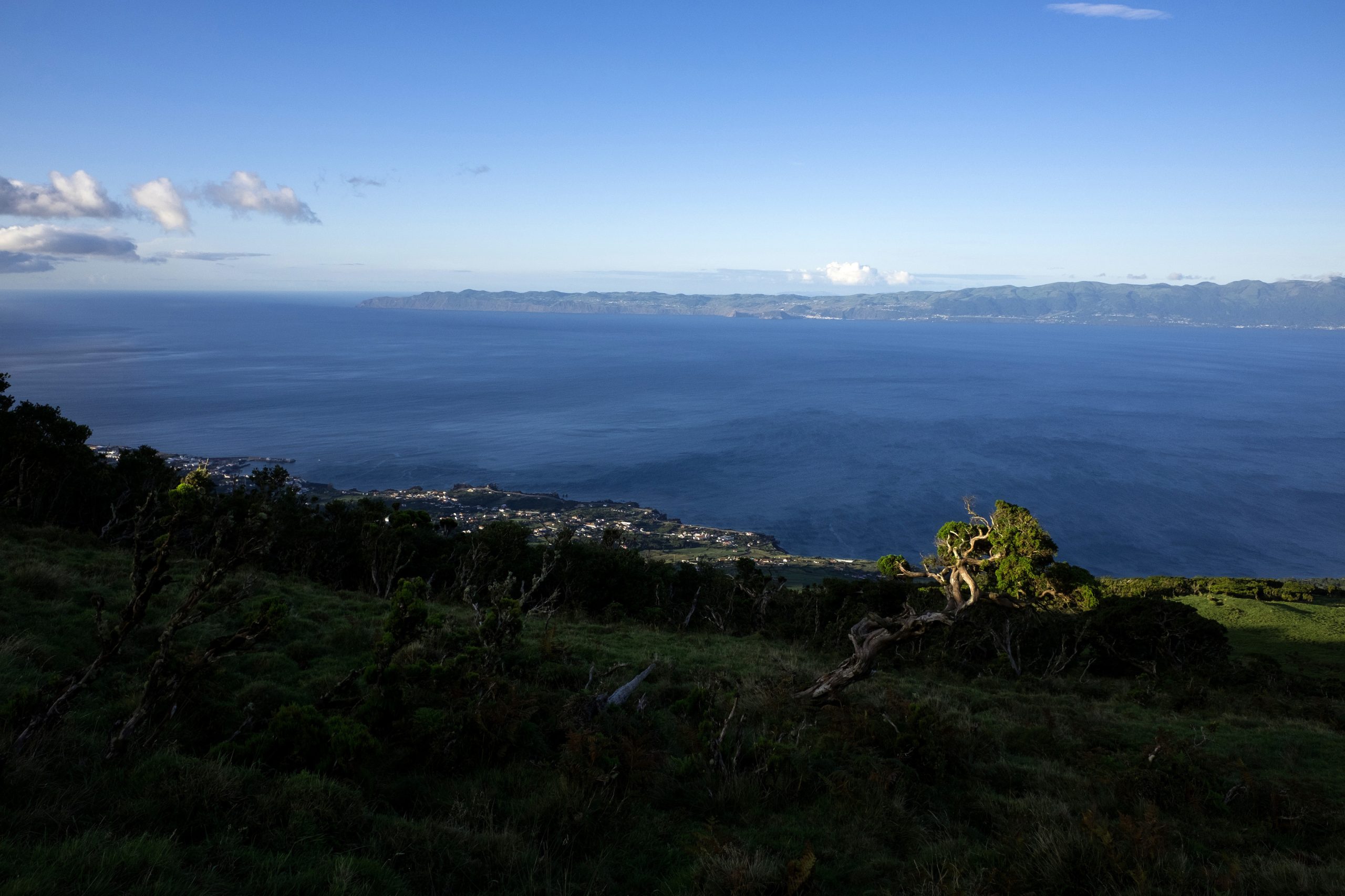 Foca-da-Gronelândia avistada no Faial e no Pico encontrada sem vida